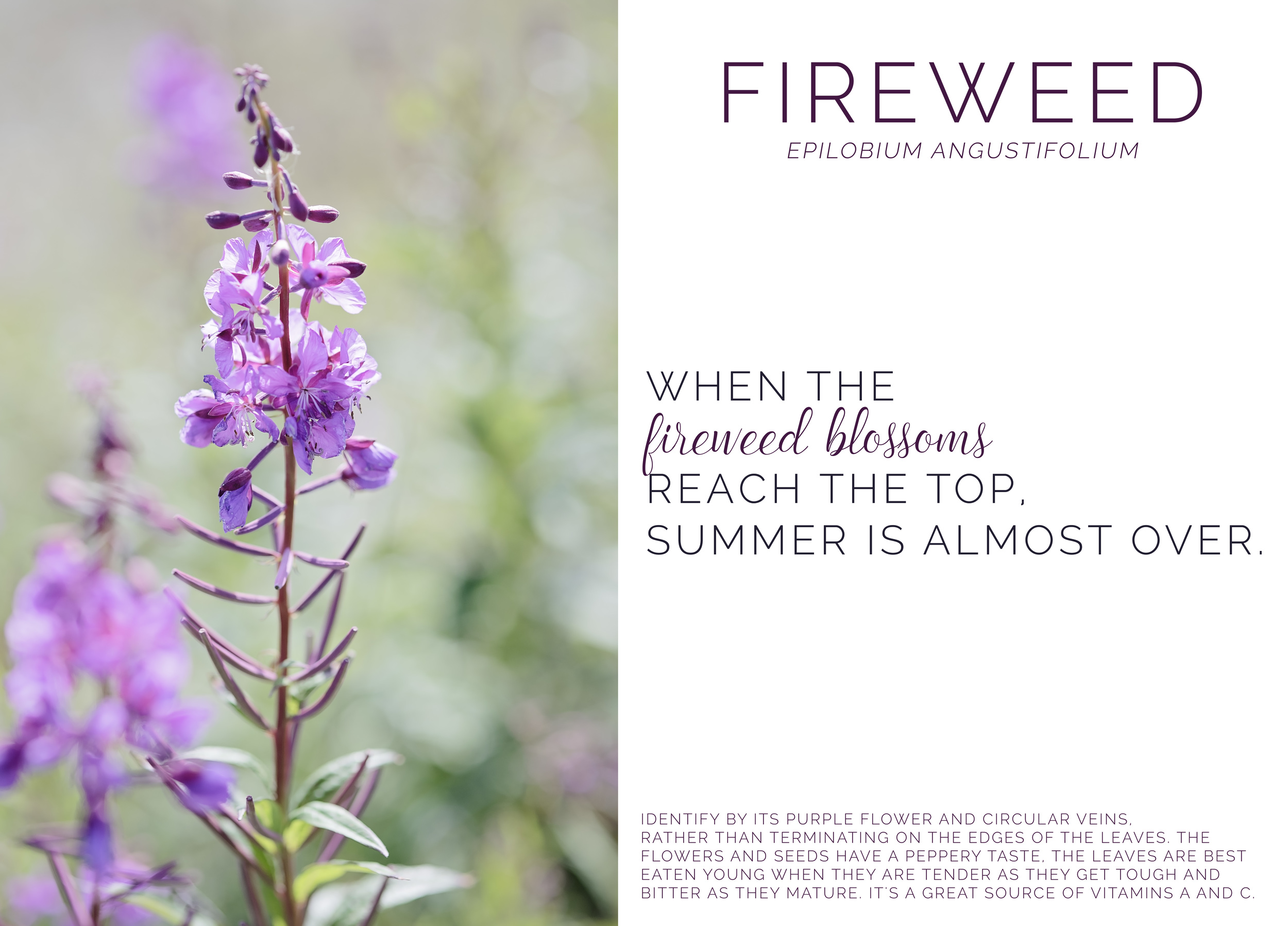 Fireweed Summer