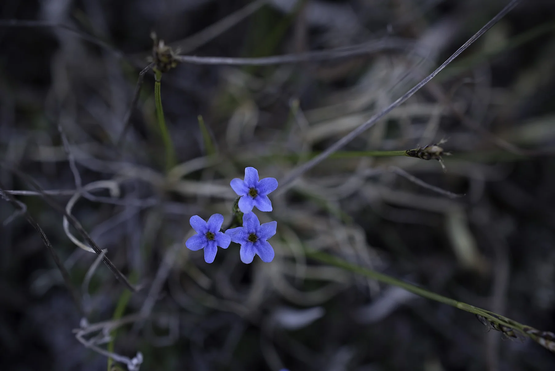 June Flowers
