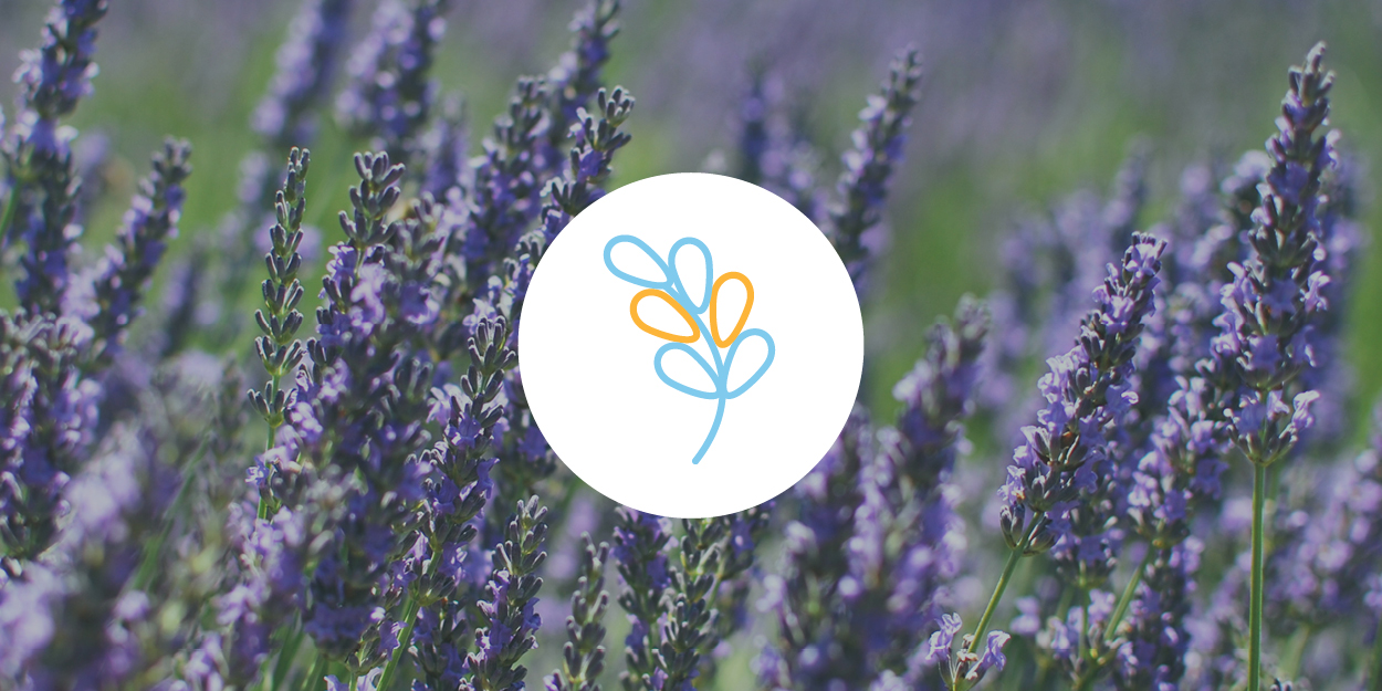 Linalool SMELL Floral, citrus, candy (also found in lavender, mint, cinnamon) EFFECTS Anxiety relief, sedation ANECDOTAL USE Anti-anxiety, anti-convulsant, anti-depressant, anti-acne
