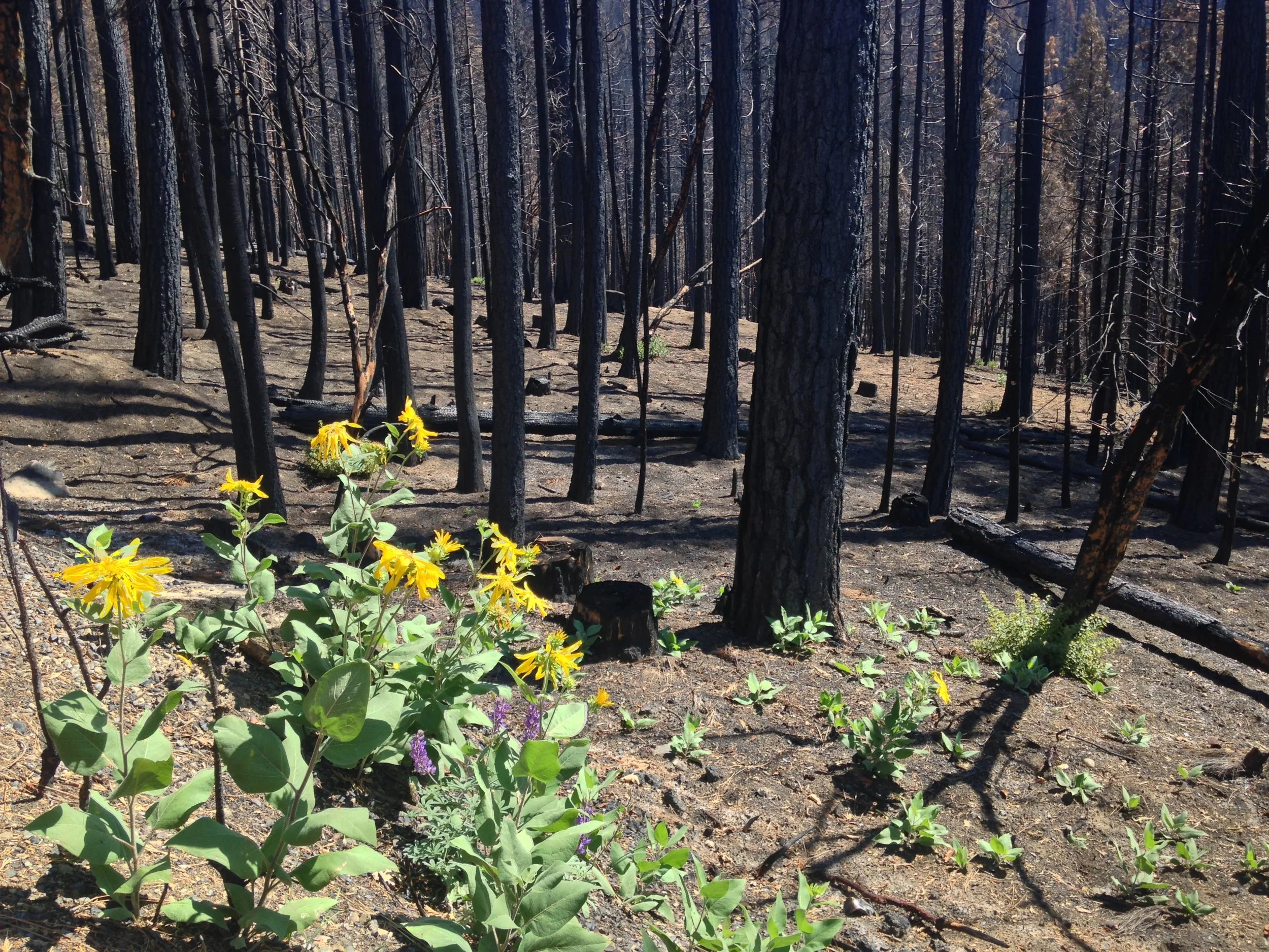 postwildfire.jpg