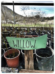 450 willow saplings need to be planted in Long Meadow while soil moisture is adequate. Please call and help today. 760.447.1702 and info@wildplaces.net