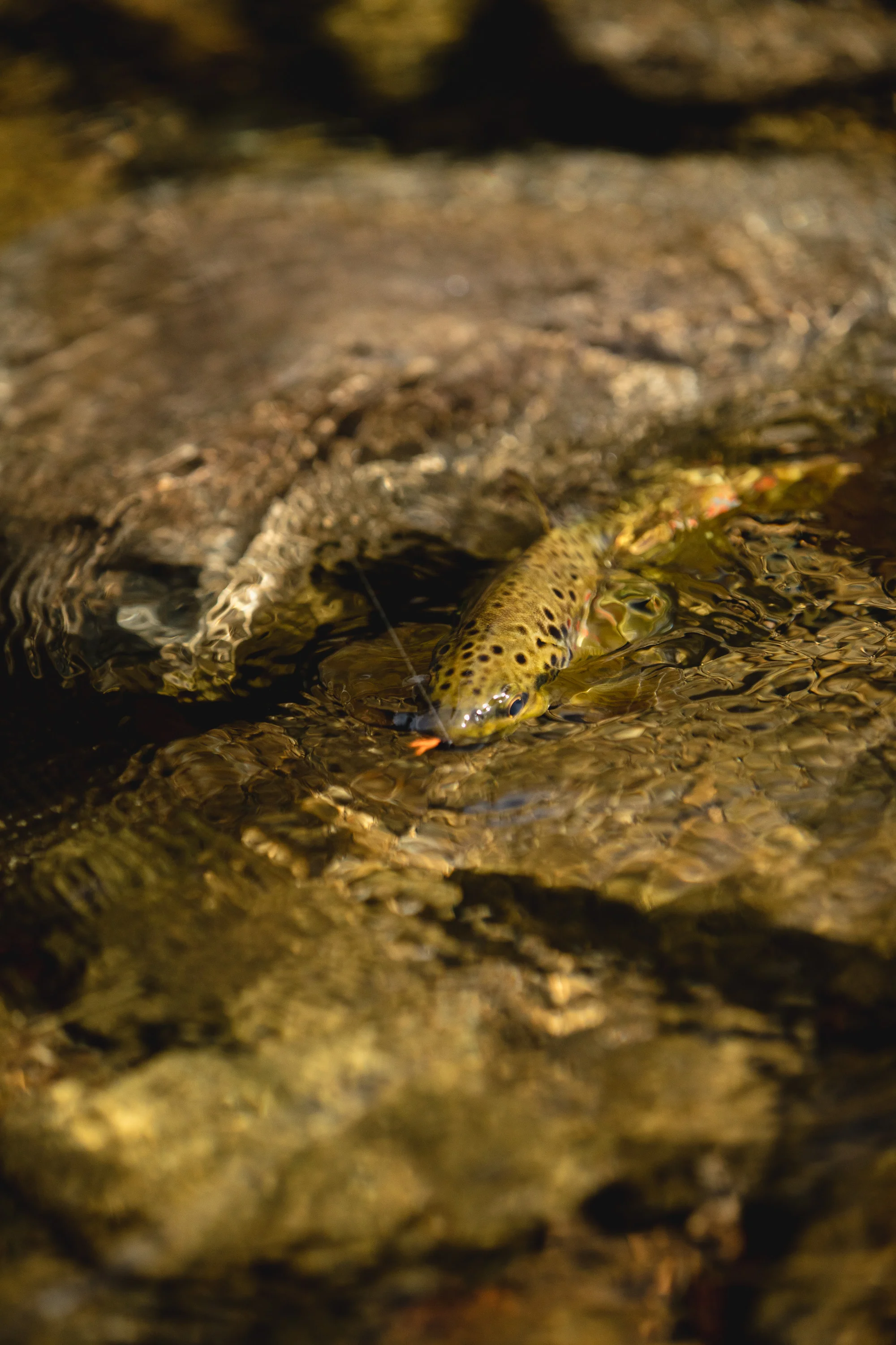 1U9A8552_3000px.jpg