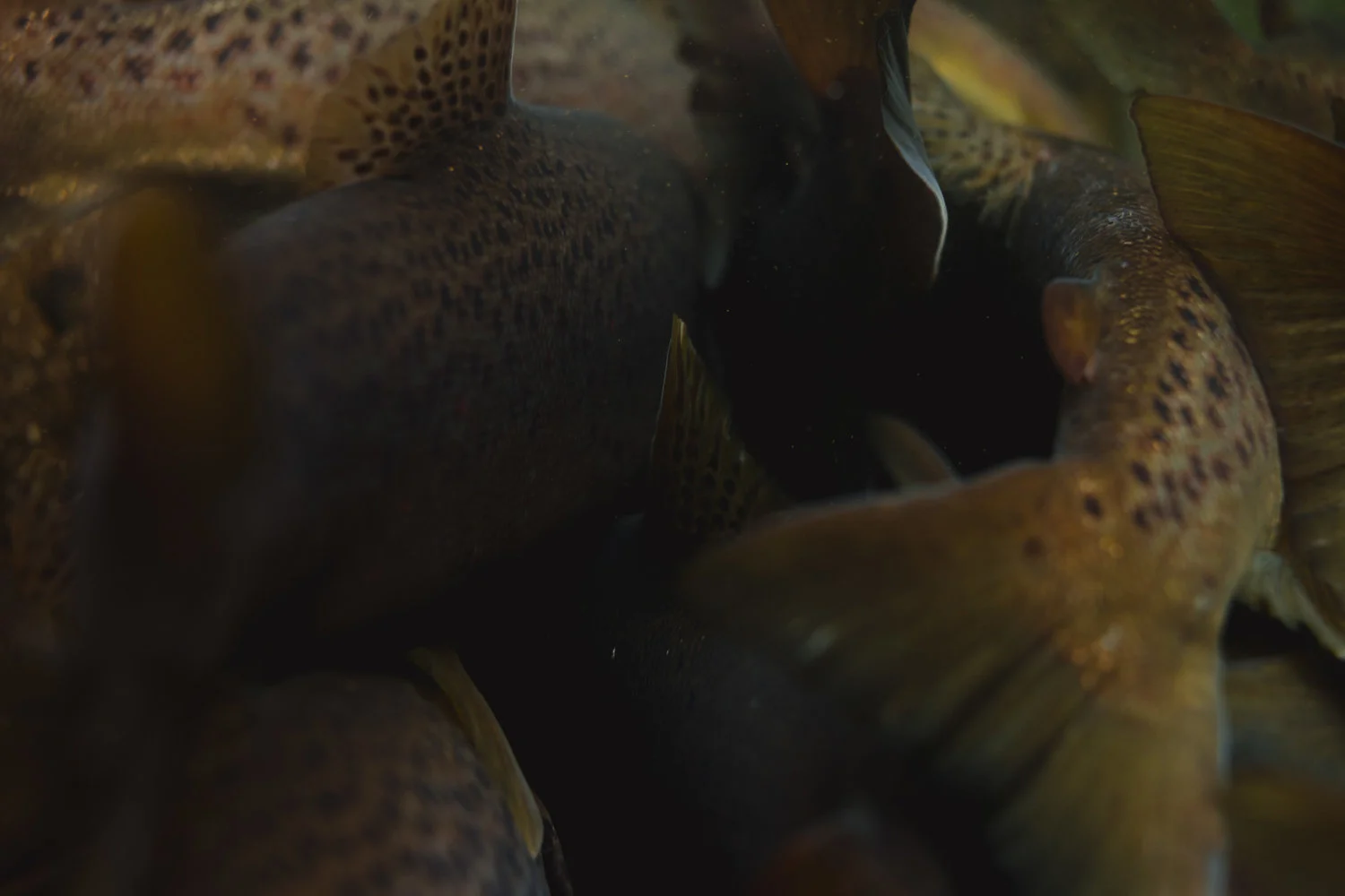 IFS Brown Trout Spawn Run