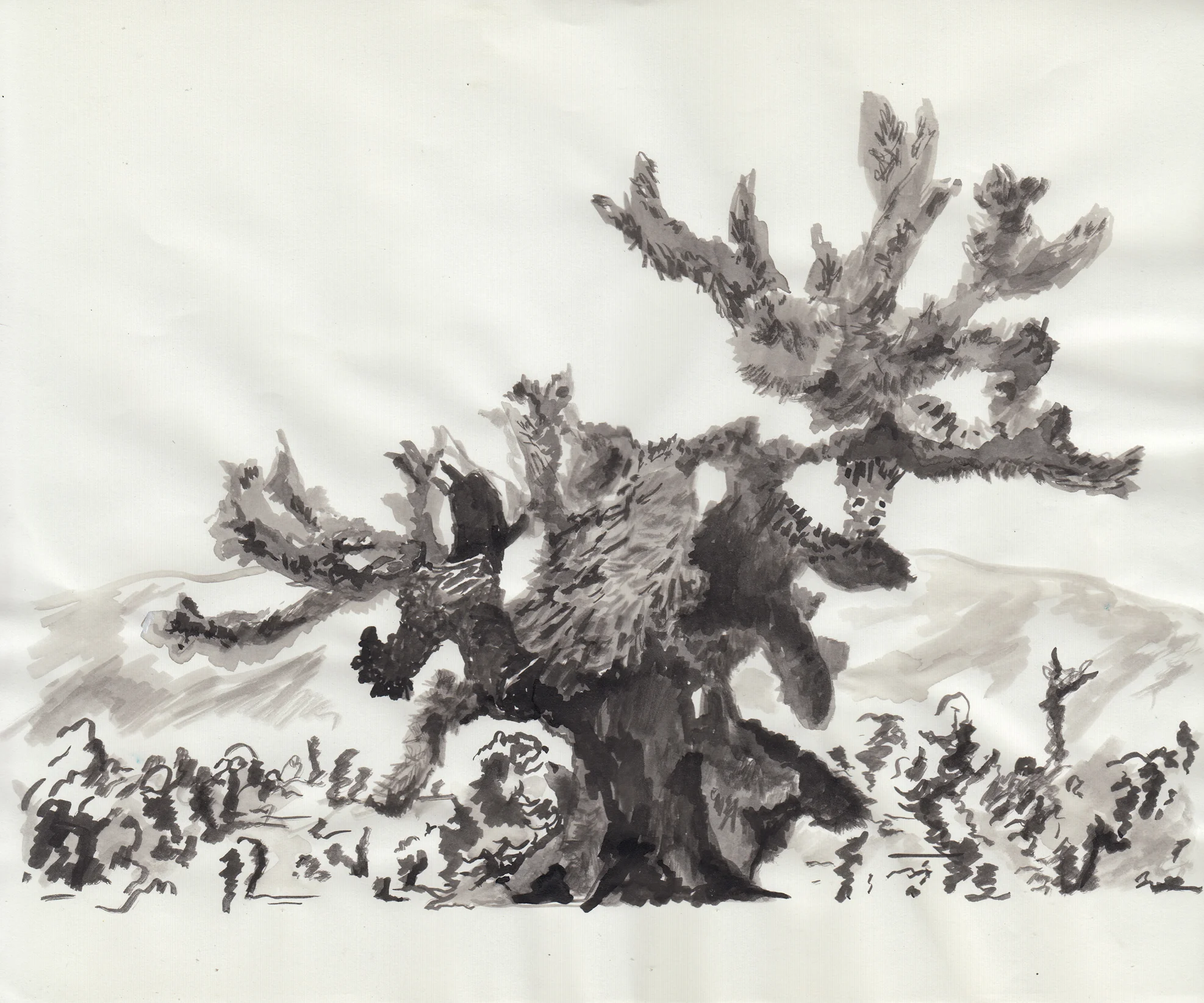 Joshua Tree study