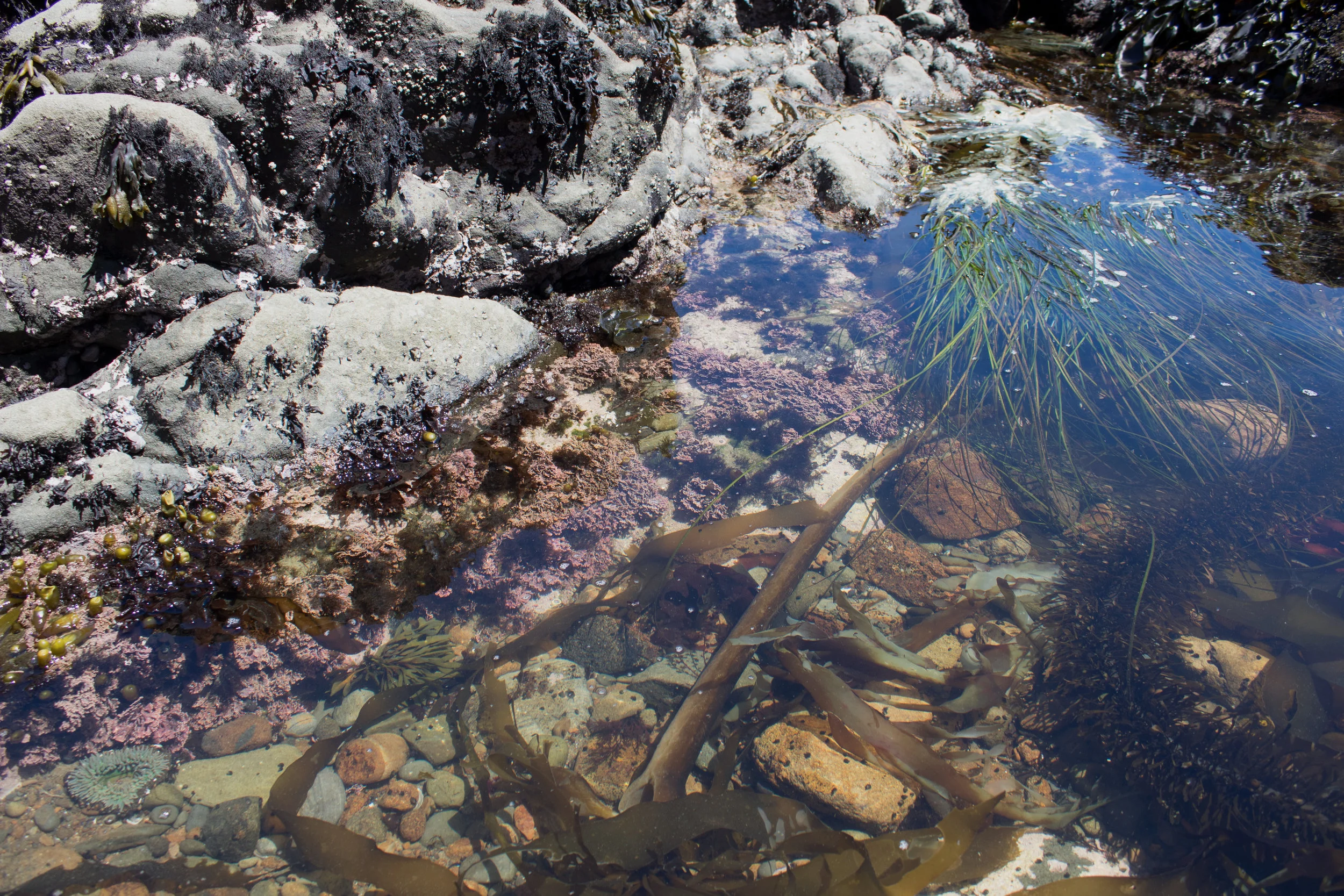 Beerhalter_OIMB_tidepools.jpg