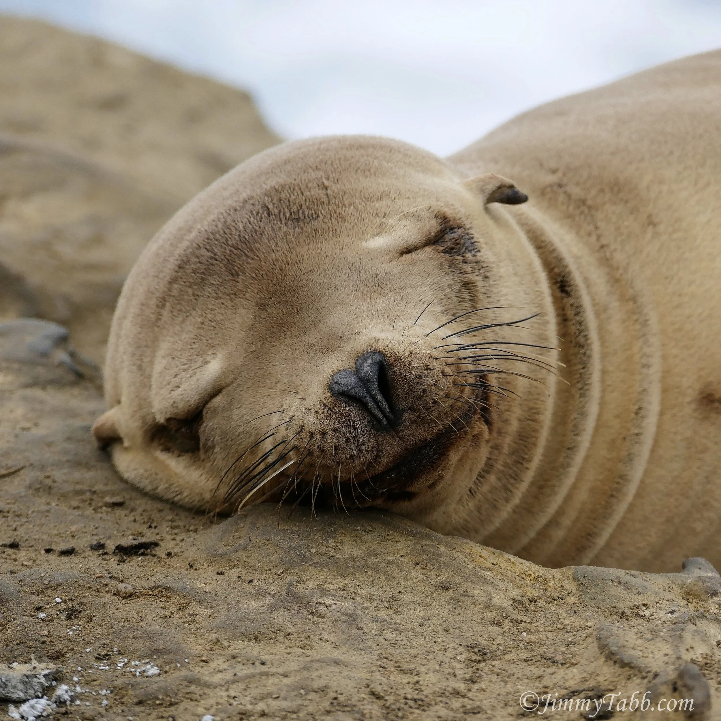 SEA LION CUB (La Jolla, CA, USA - 2017)