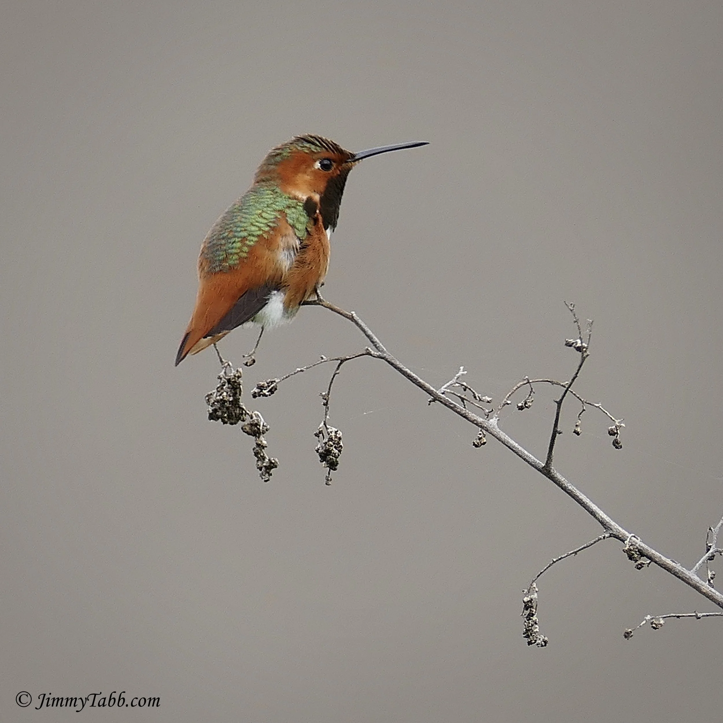 ALLEN'S HUMMINGBIRD (Famosa Slough, San Diego, CA, USA - 2017)
