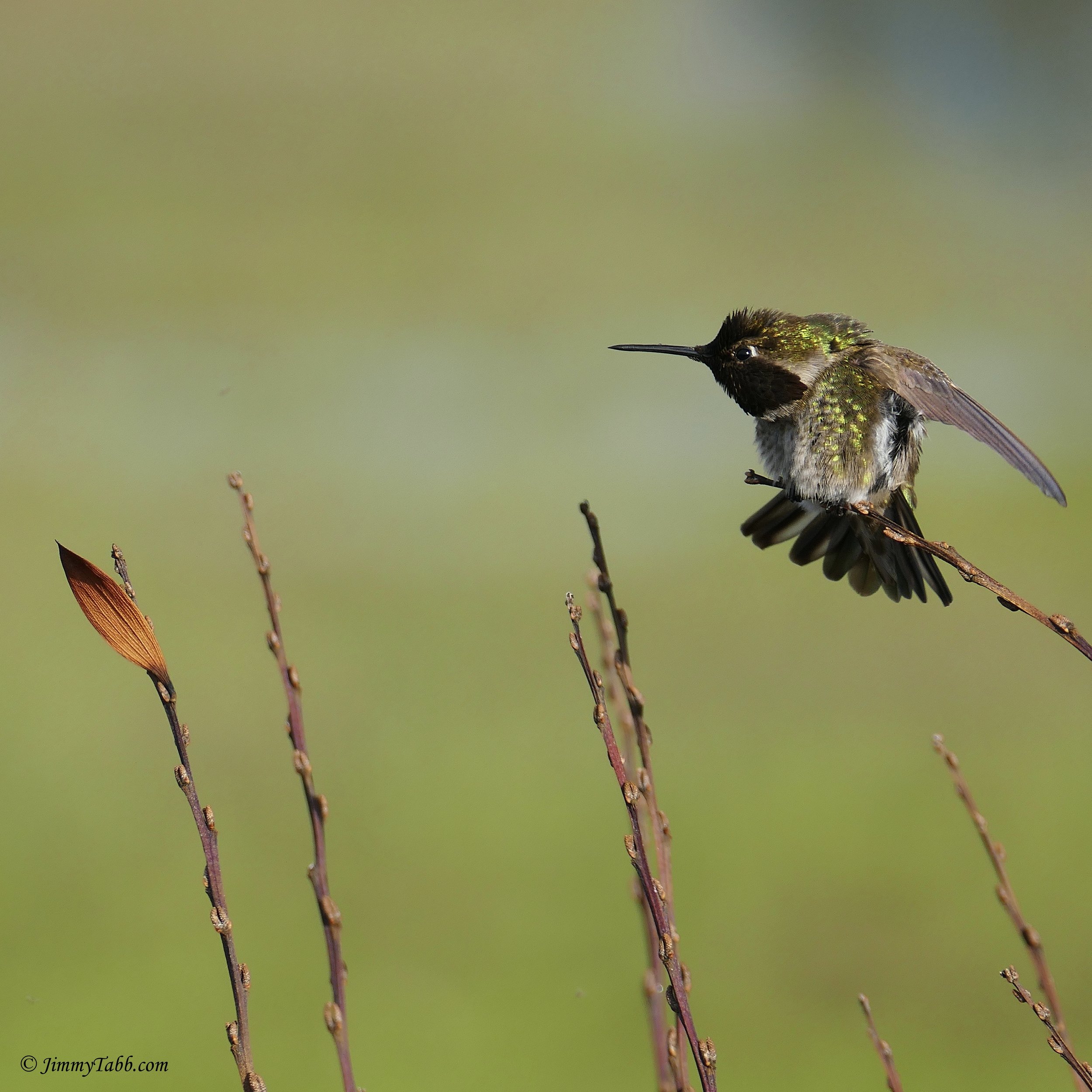 COSTA'S HUMMINGBIRD (San Diego River, San Diego, CA, USA - 2017)