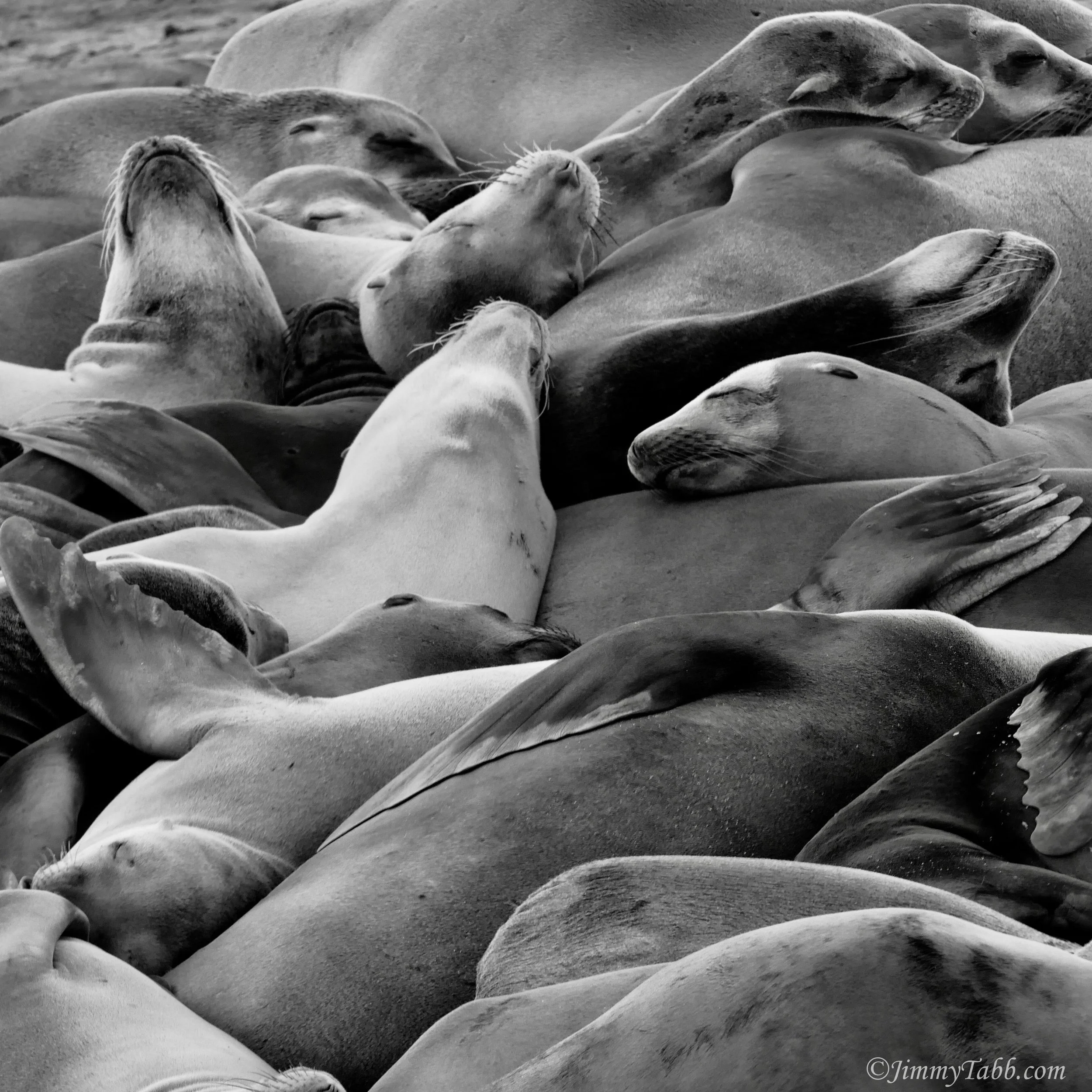 SEA LIONS (La Jolla Cove, La Jolla, CA, USA - 2018)