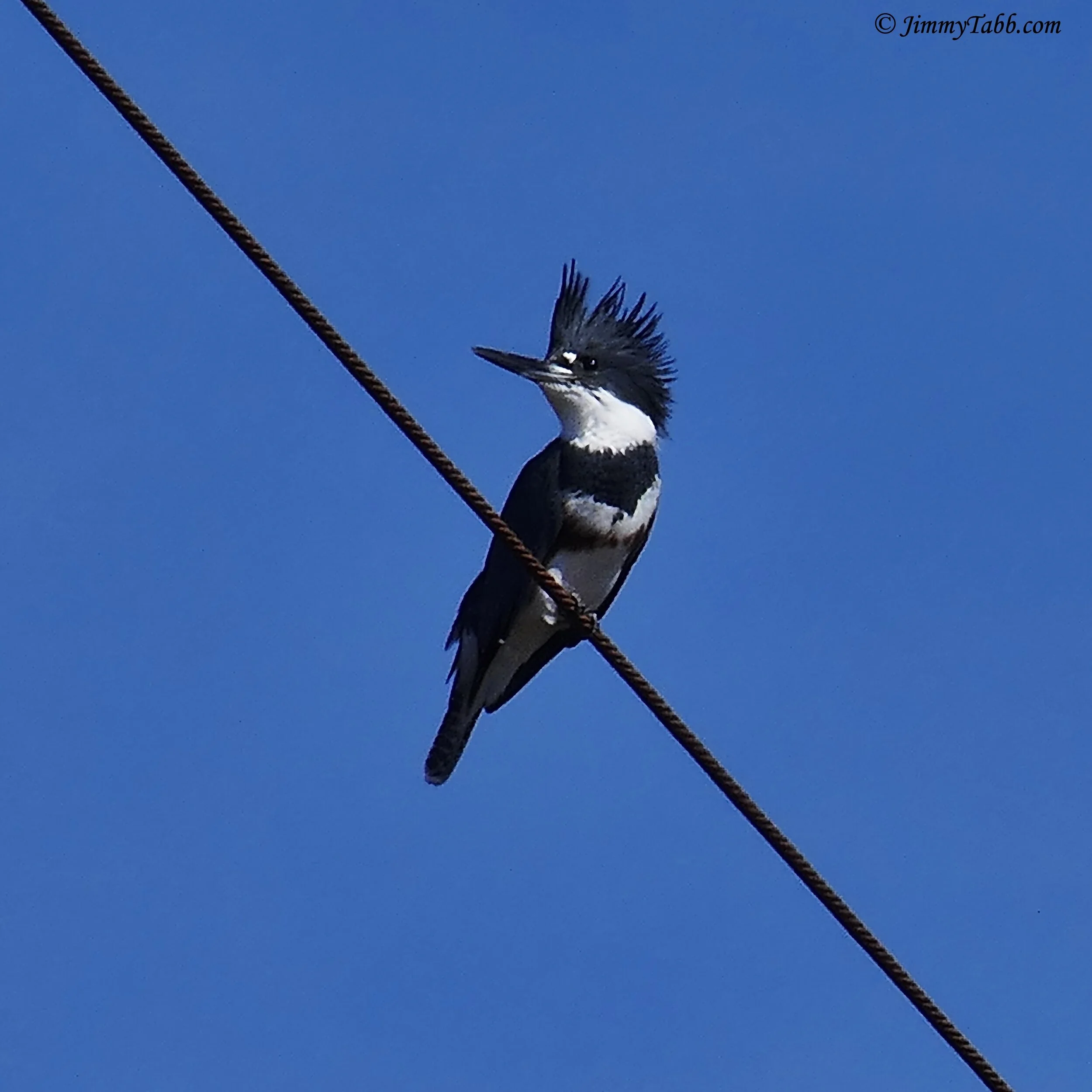 BELTED KINGFISHER (Famosa Slough, San Diego, CA, USA - 2019)