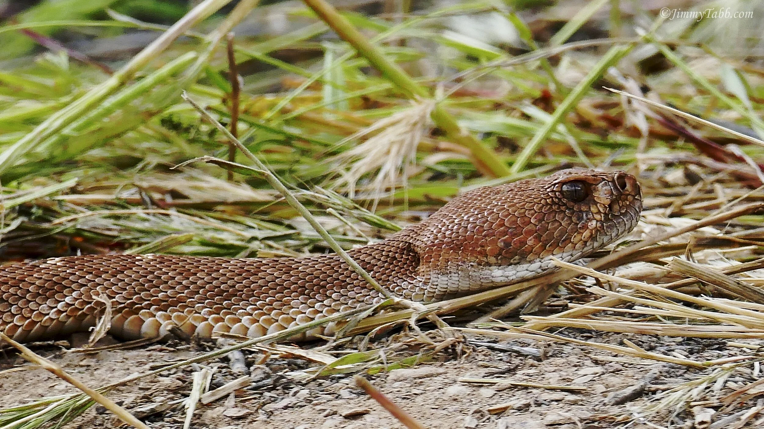 WESTERN DIAMOND-BACKED RATTLESNAKE (Lake Elsinore, CA, USA - 2019)