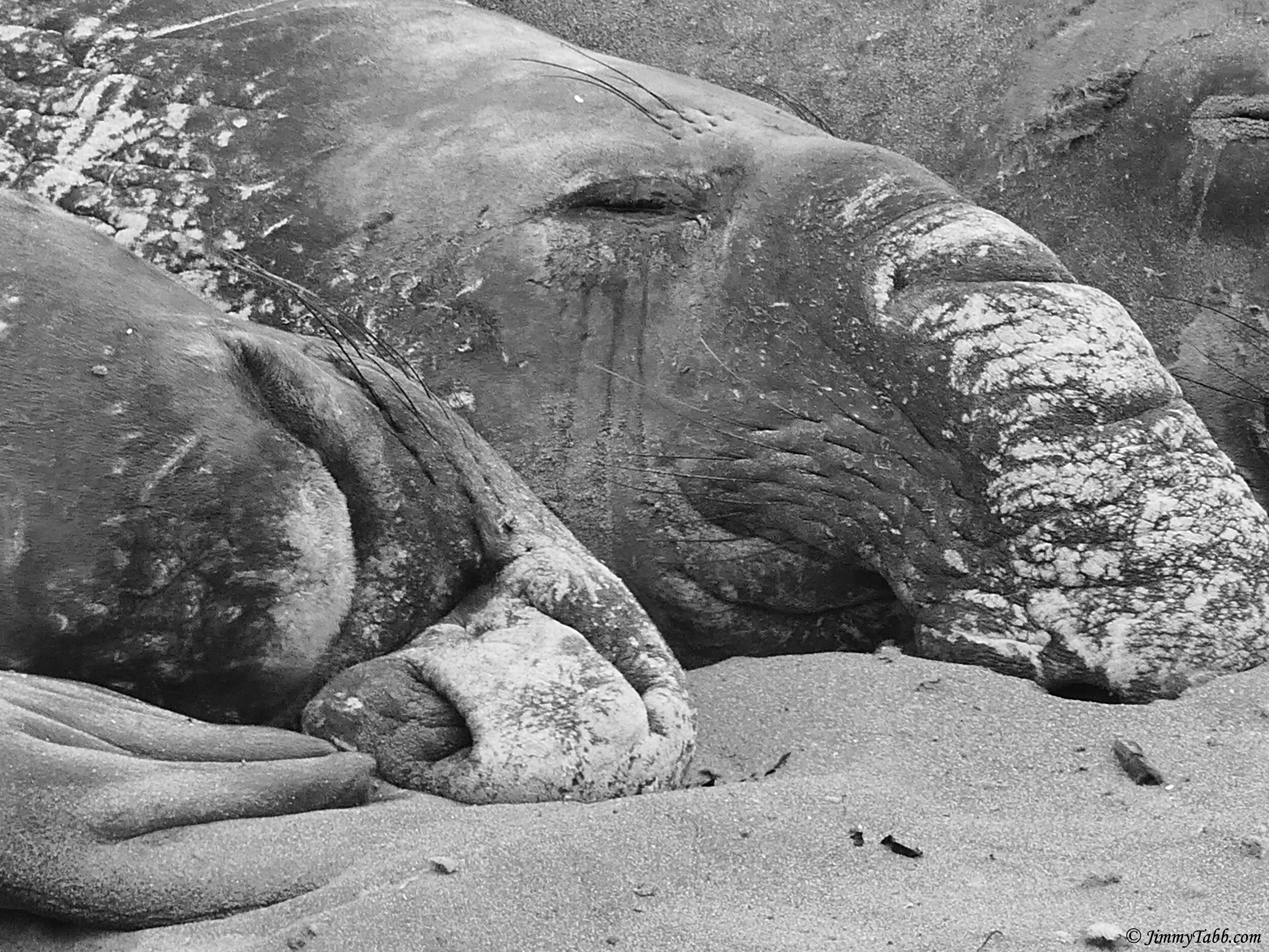 ELEPHANT SEALS (Morro Bay, CA, USA - 2019)