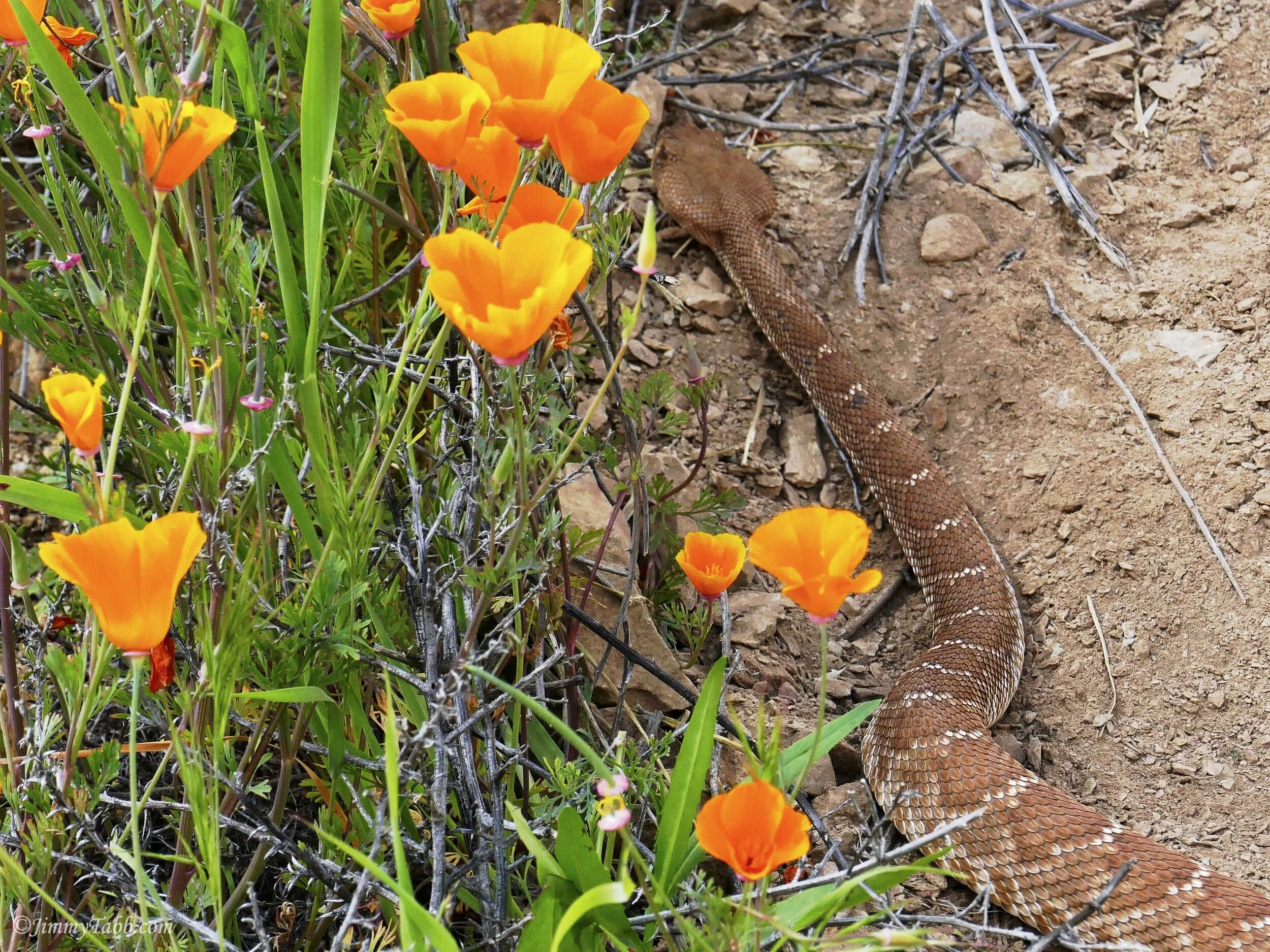 WESTERN DIAMOND-BACKED RATTLESNAKE (Lake Elsinore, CA, USA - 2019)