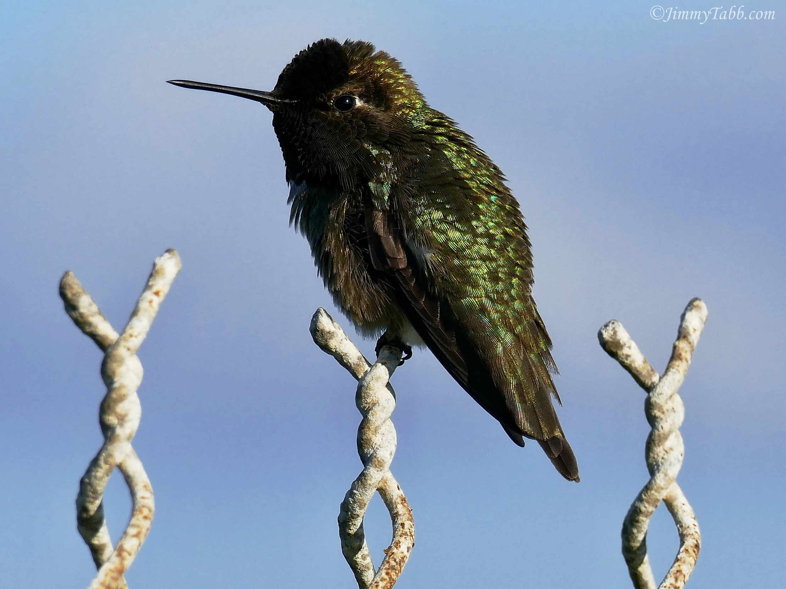ANNA'S HUMMINGBIRD (San Diego, CA, USA - 2019)