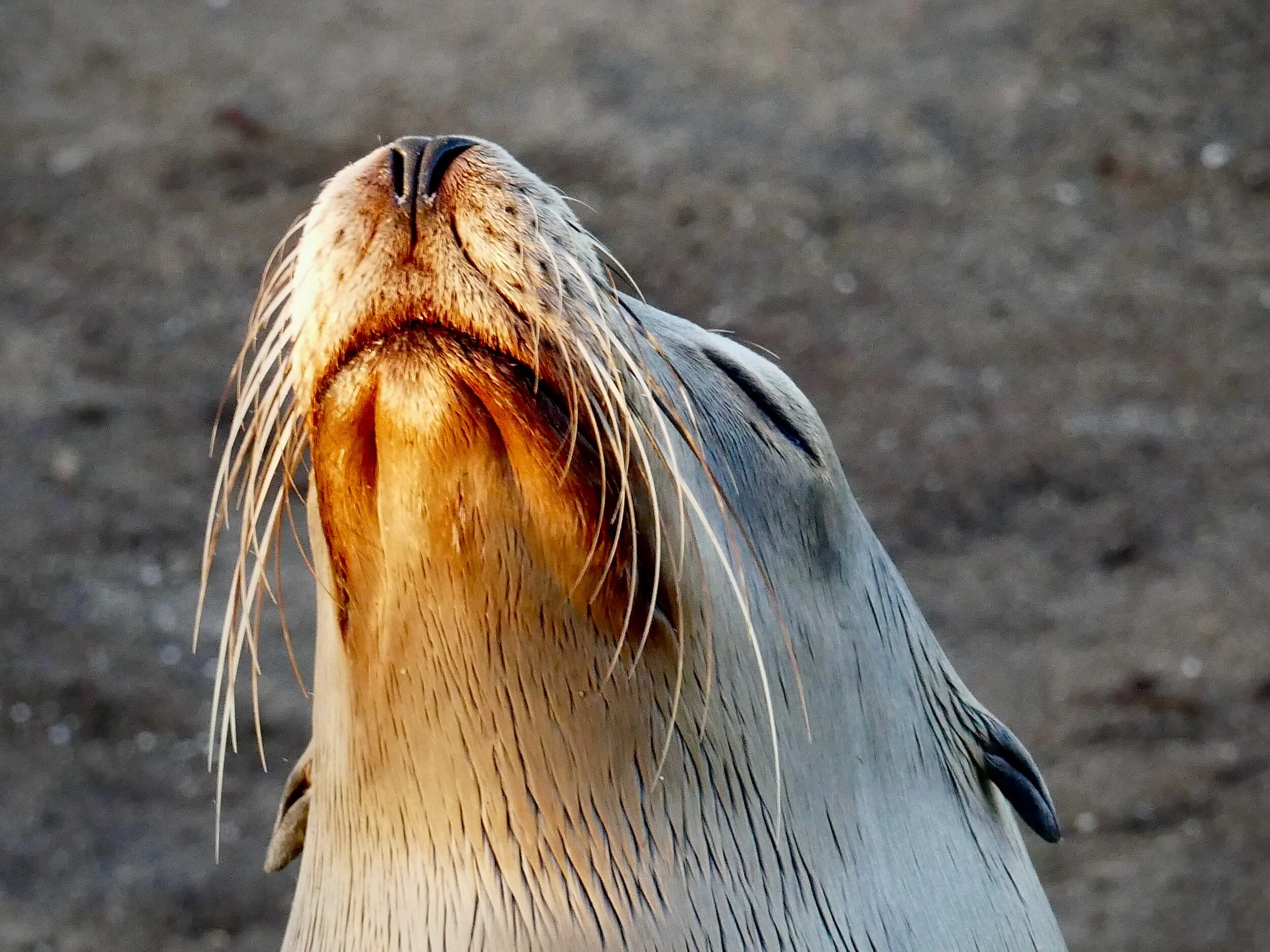 SEA LION (La Jolla, CA, USA - 2016)