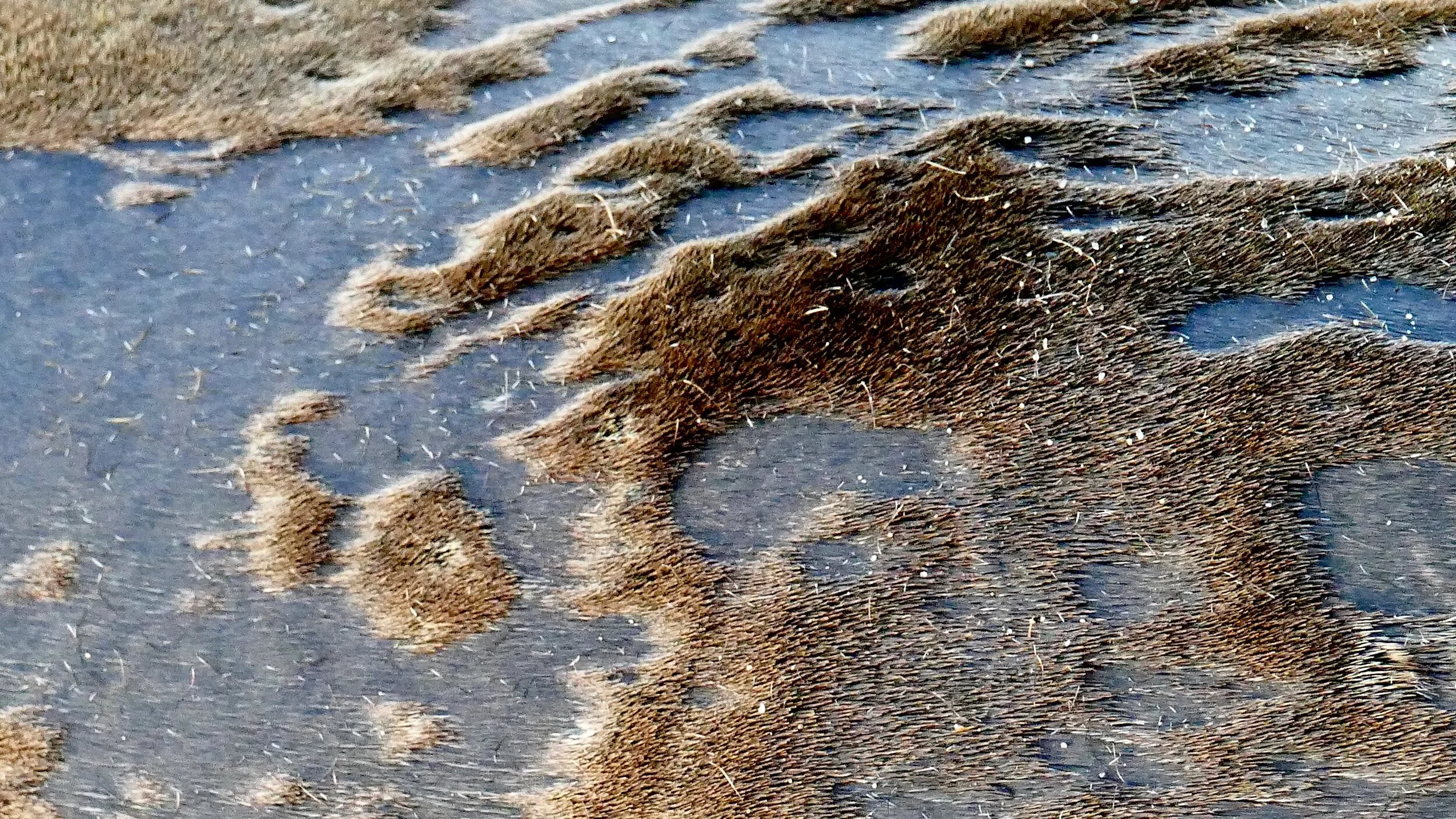 SEA LION SKIN (La Jolla, CA, USA - 2016)