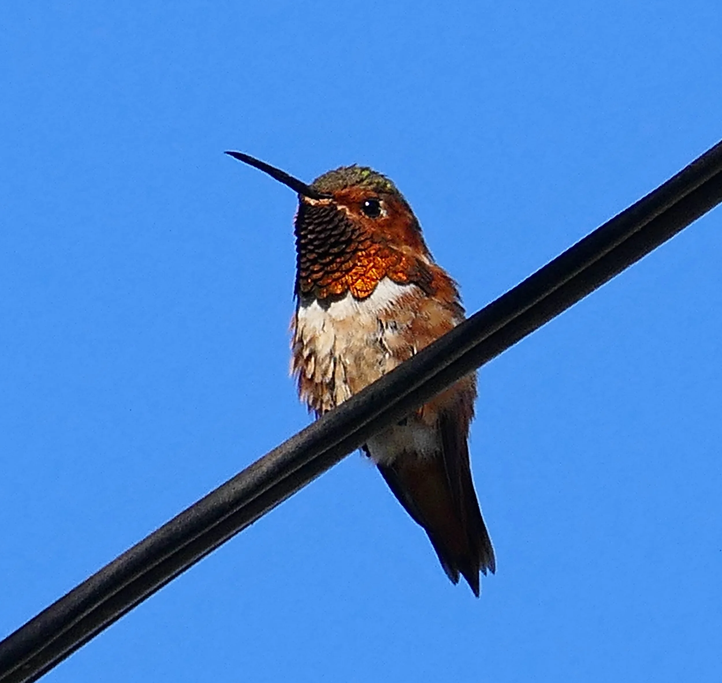 ALLEN'S HUMMINGBIRD (Point Loma, San Diego, CA, USA - 2020)