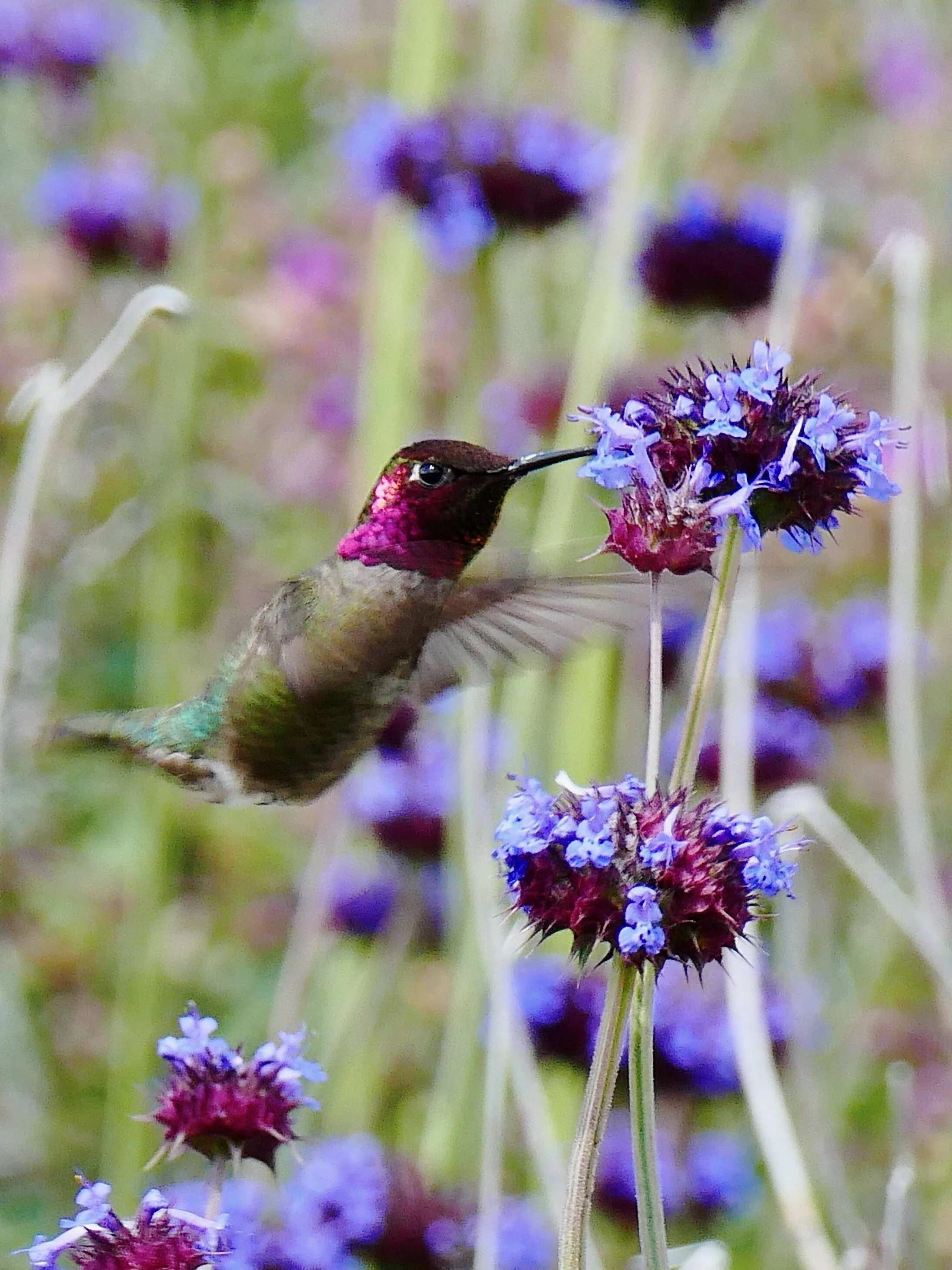 ANNA'S HUMMINGBIRD (San Diego, CA, USA - 2019)