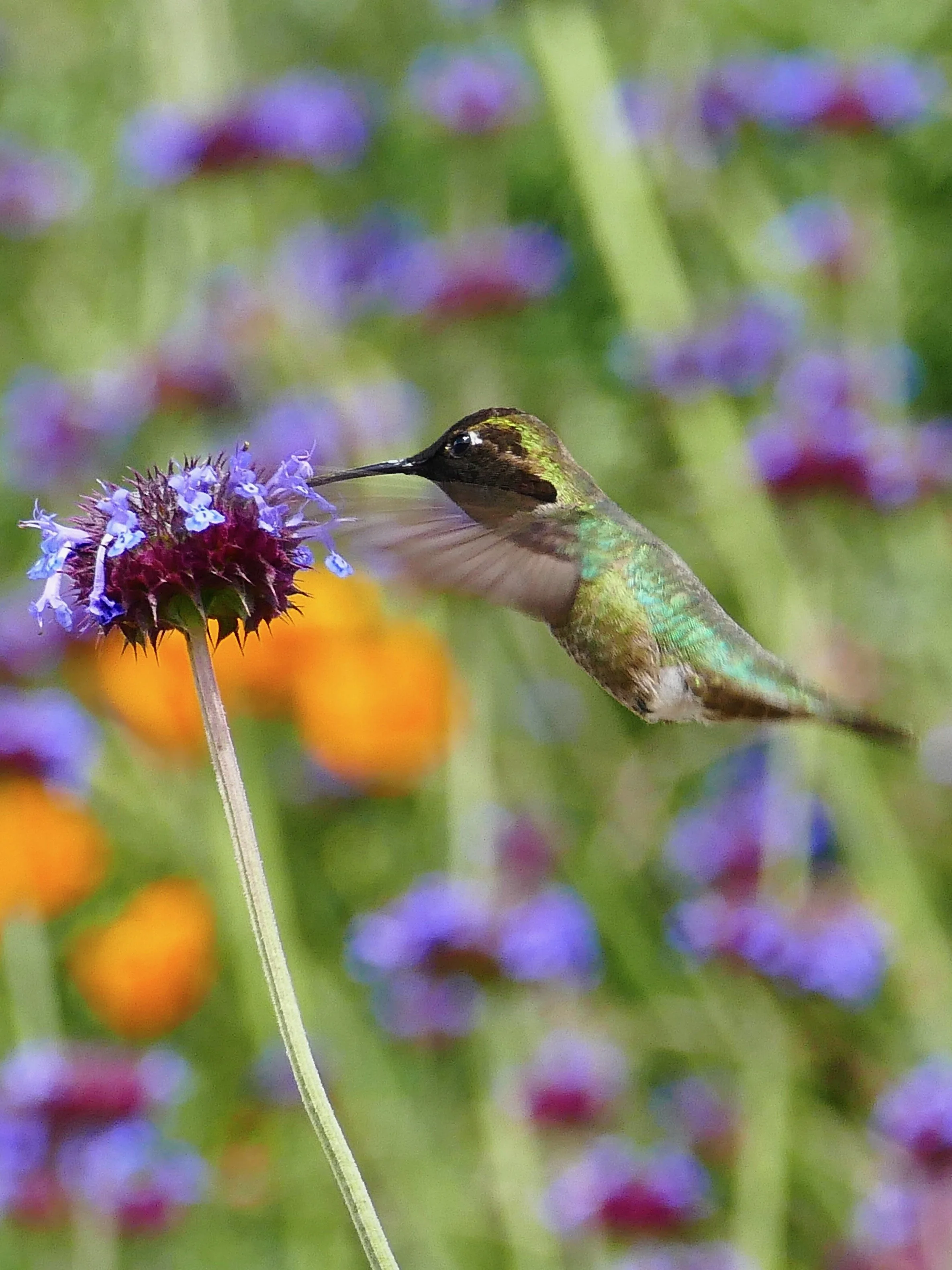 COSTA'S HUMMINGBIRD (San Diego, CA, USA - 2019)