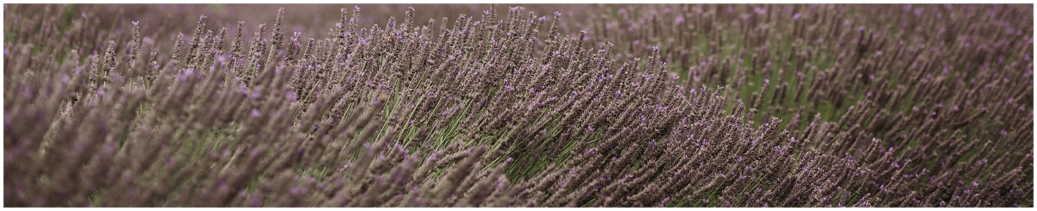 lavender Bushes Kaikoura .jpg