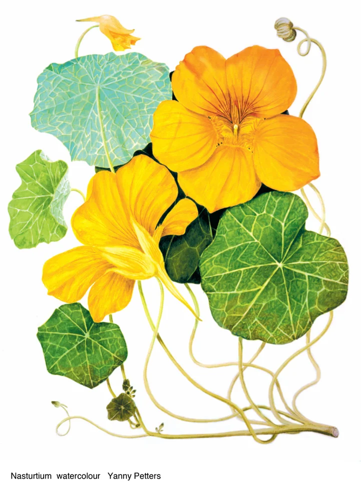 nasturtium2.jpg