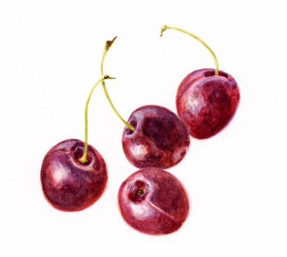 cherries2015.jpeg