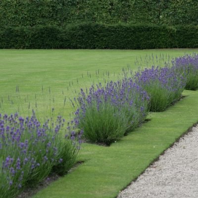powerscourt bloom2.jpeg