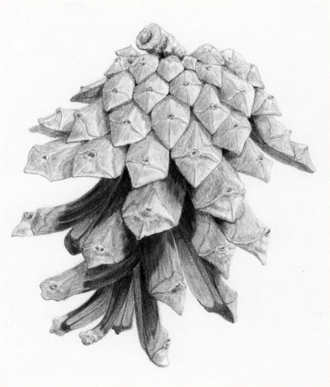 YPScots-pinecone.jpeg