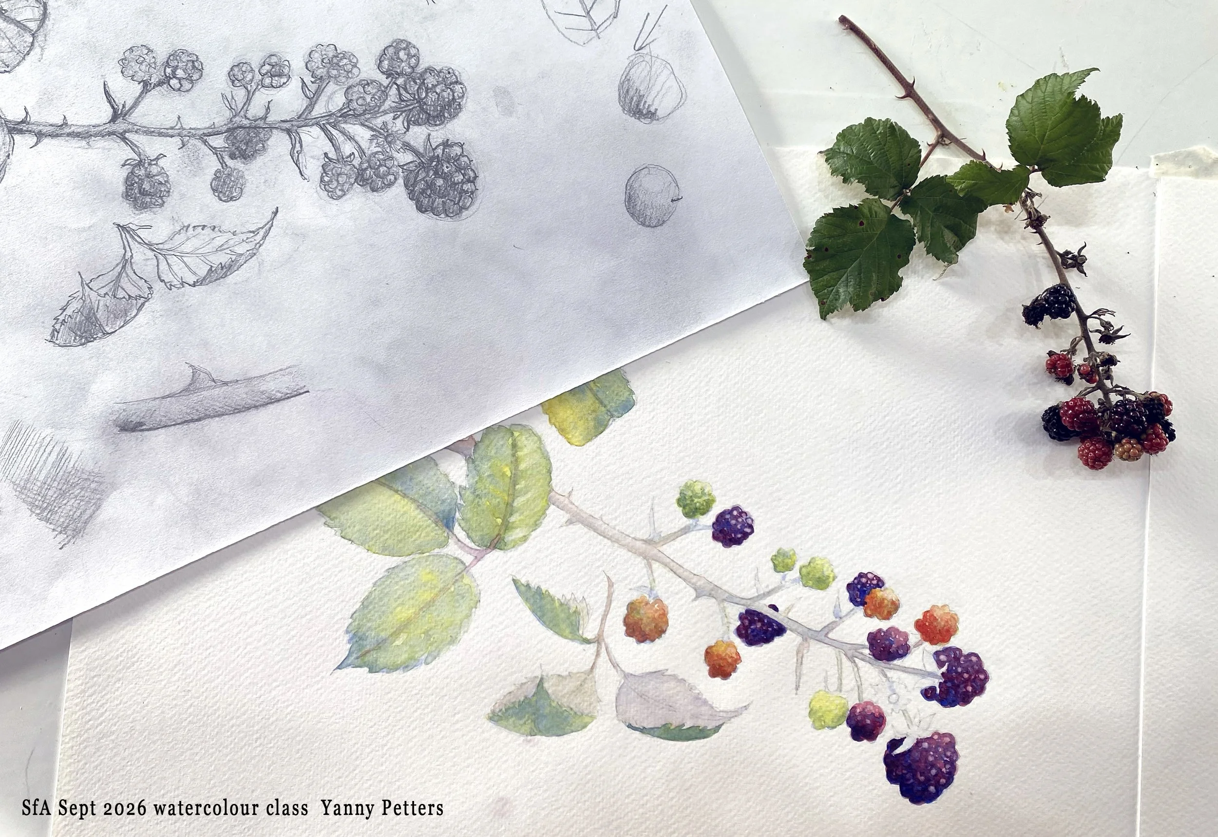 PAINTING NATURE IN WATERCOLOUR | YANNY PETTERS