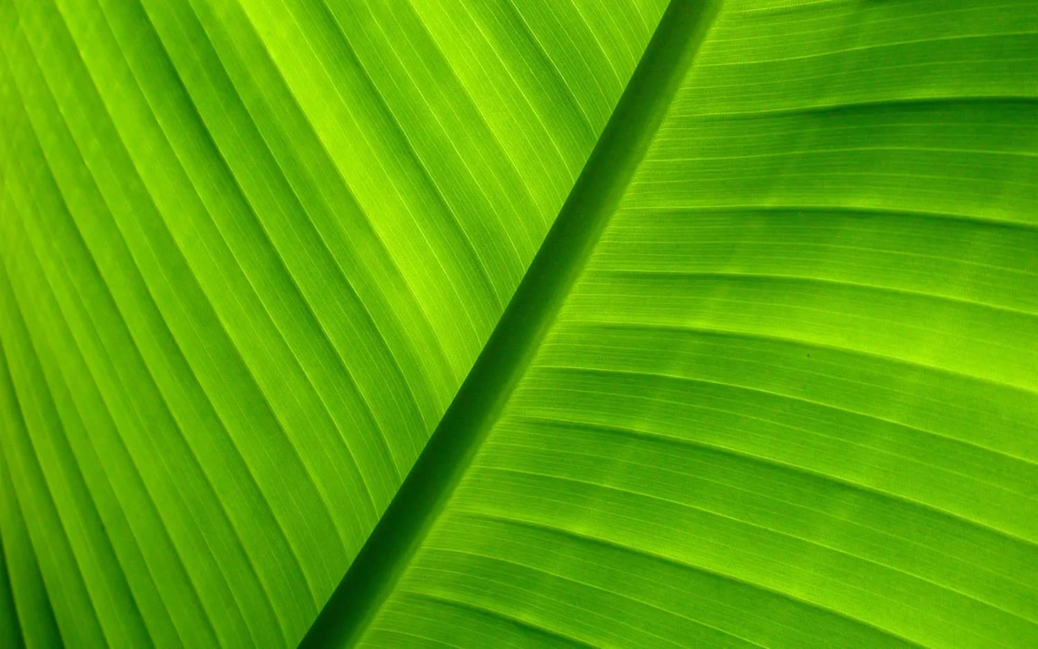 240_green_1500x938.jpg