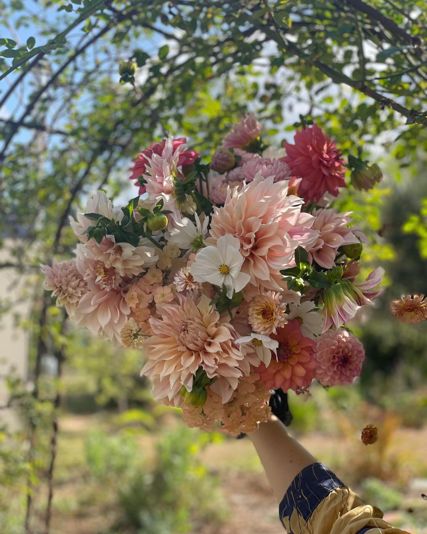 Beautiful bunch of pillowy soft dahlias, China asters, phlox, pincushion scabiousa, cosmos and calendula for a first birthday yesterday 🌸🎀🎈

Dm to order dahlia bunches to Bath this Thursday 🌞
⠀⠀⠀⠀⠀⠀⠀⠀⠀
#somersetflowers #flowersfeomthefarm #grownn