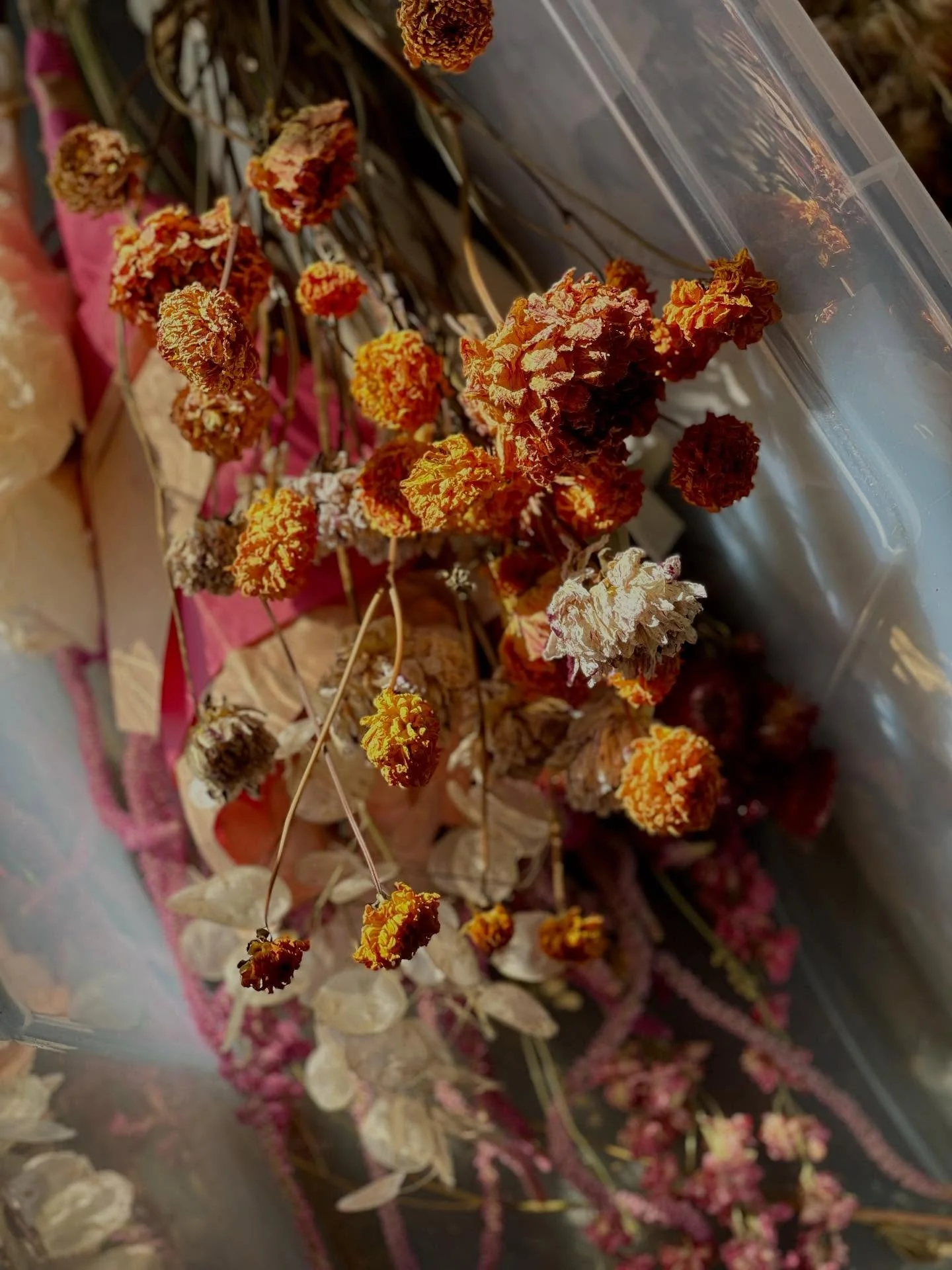 Golden light drenching our dried flower stock in the studio a few days back. And we have many beautiful dried flower arrangements available at our pop up shop @hollowaysbath this weekend. @hollowaysofludlow
