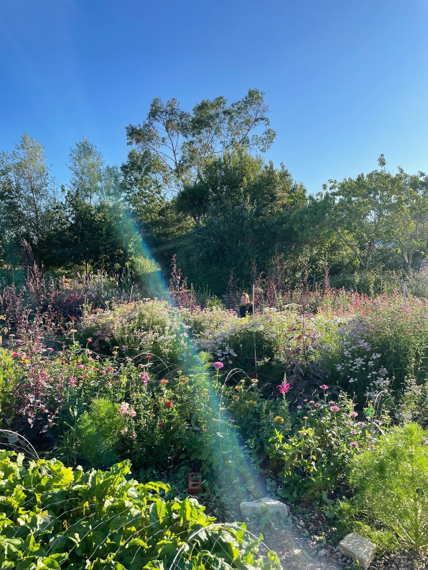Look closely and you will find Sula tending to our Californian poppies. A sunny day at our Somerset flower farm during the height of summer. 👩🏻&zwj;🌾🌸😅