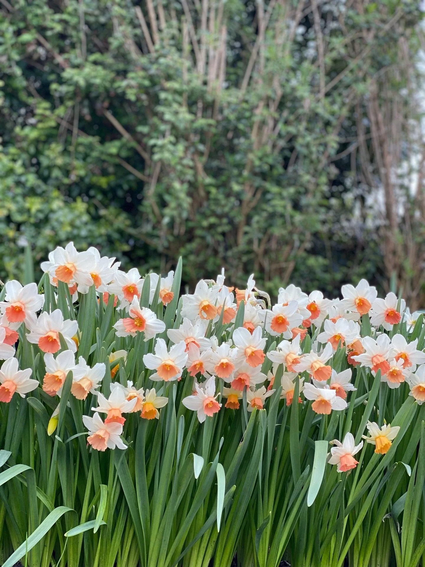 Happy first of March :) Rows of daffodils, some of our first flowers on our farm. Cut, bunched and bathed in sunlight in our studio 🥰

#daffodils #somersetflorist #flowerfarm #floralstudio #ethicalbrand