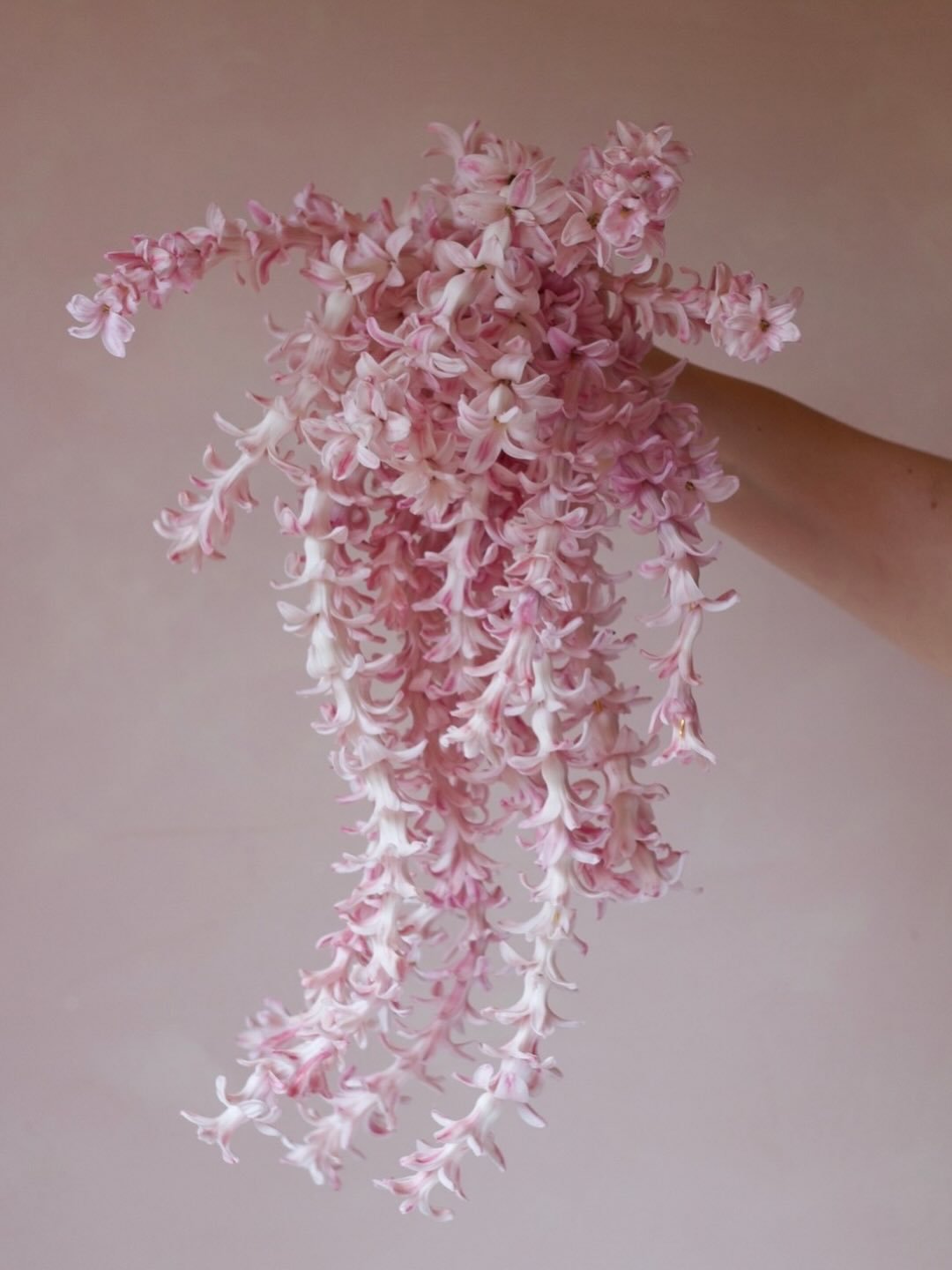 Our pink hyacinths were some of our first flowers this spring. Brought on early in the greenhouse, we decided to turn them into conceptual floral jewellery pieces. They are both delicate and robust, while the scent is incredible.
⠀⠀⠀⠀⠀⠀⠀⠀⠀
We&rsquo;d