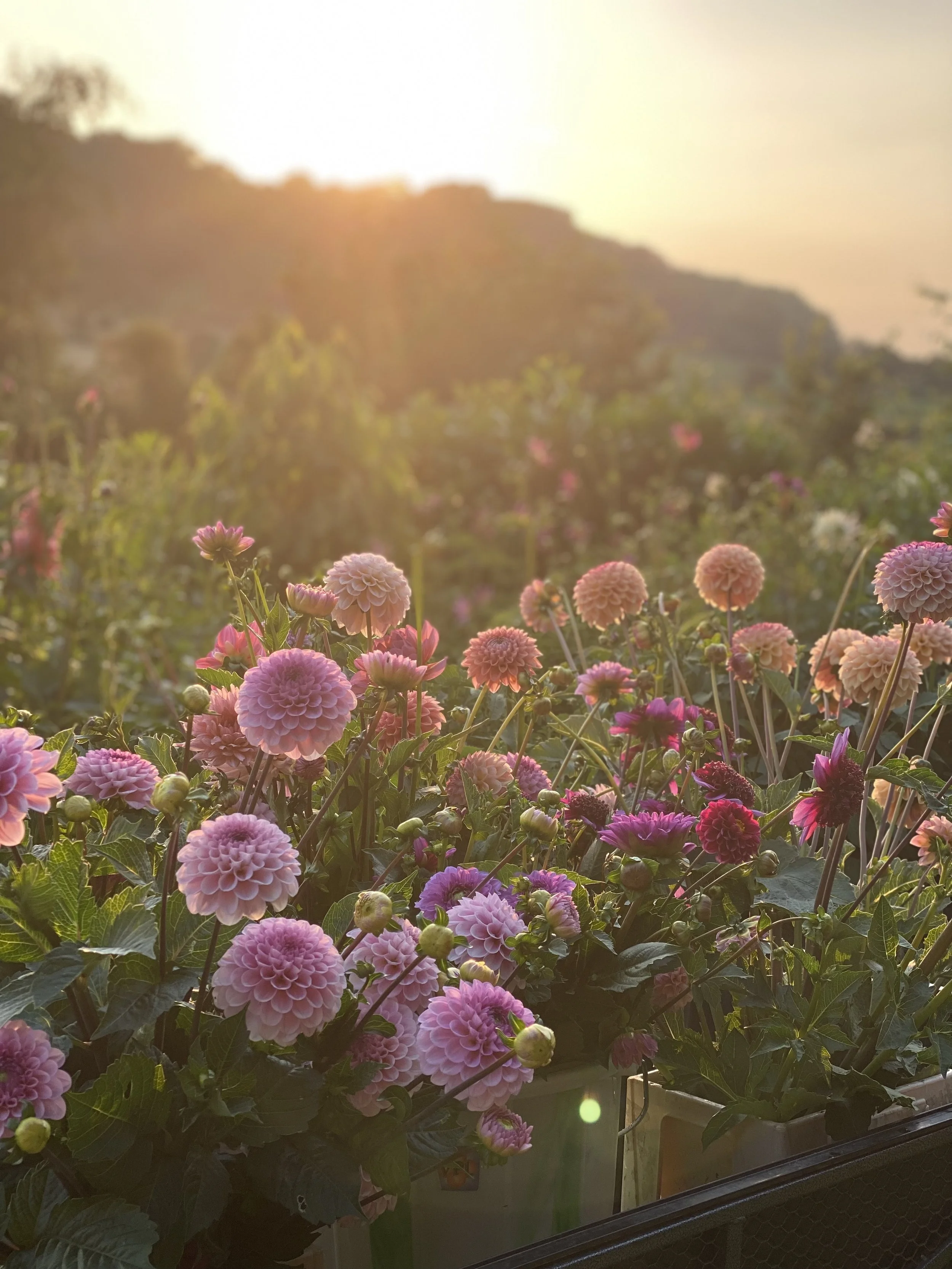 ok - ours IMG_1850 2.jpeg