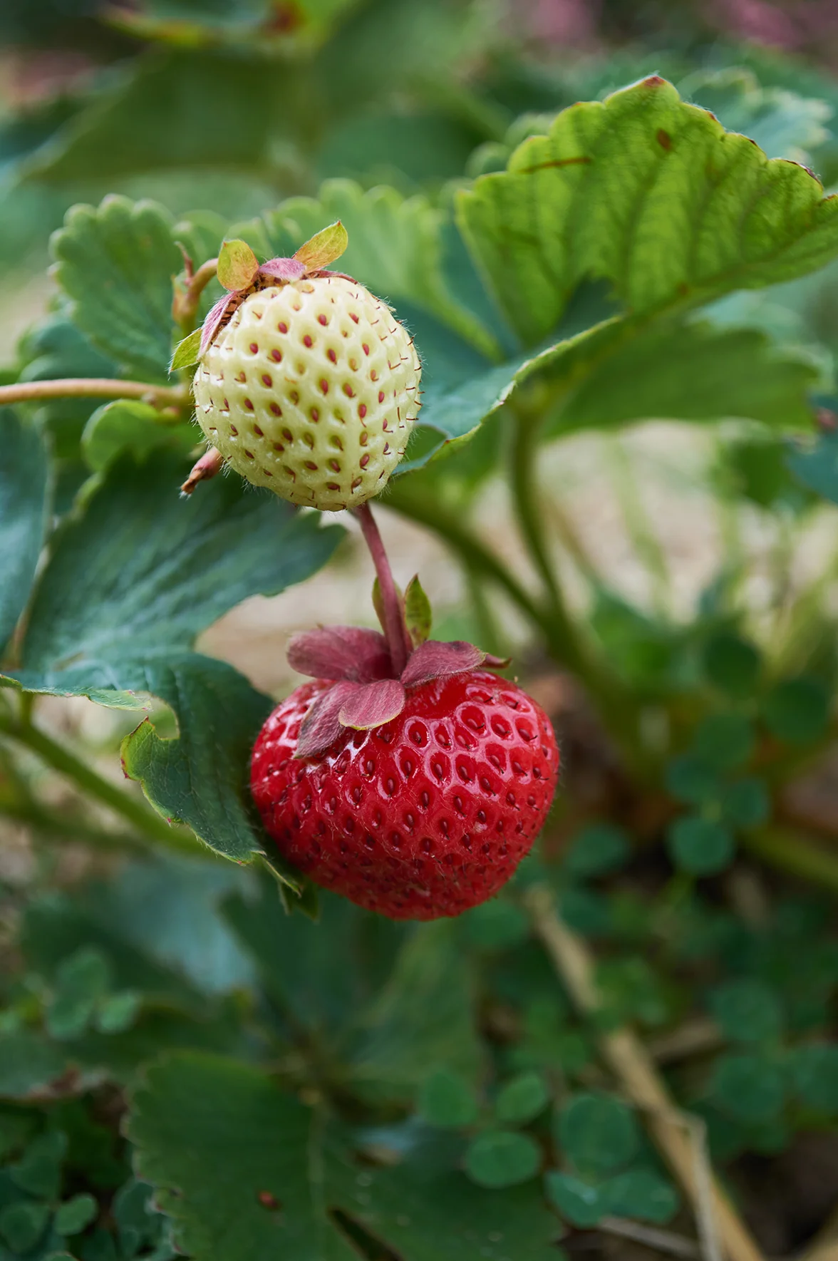Pick your own