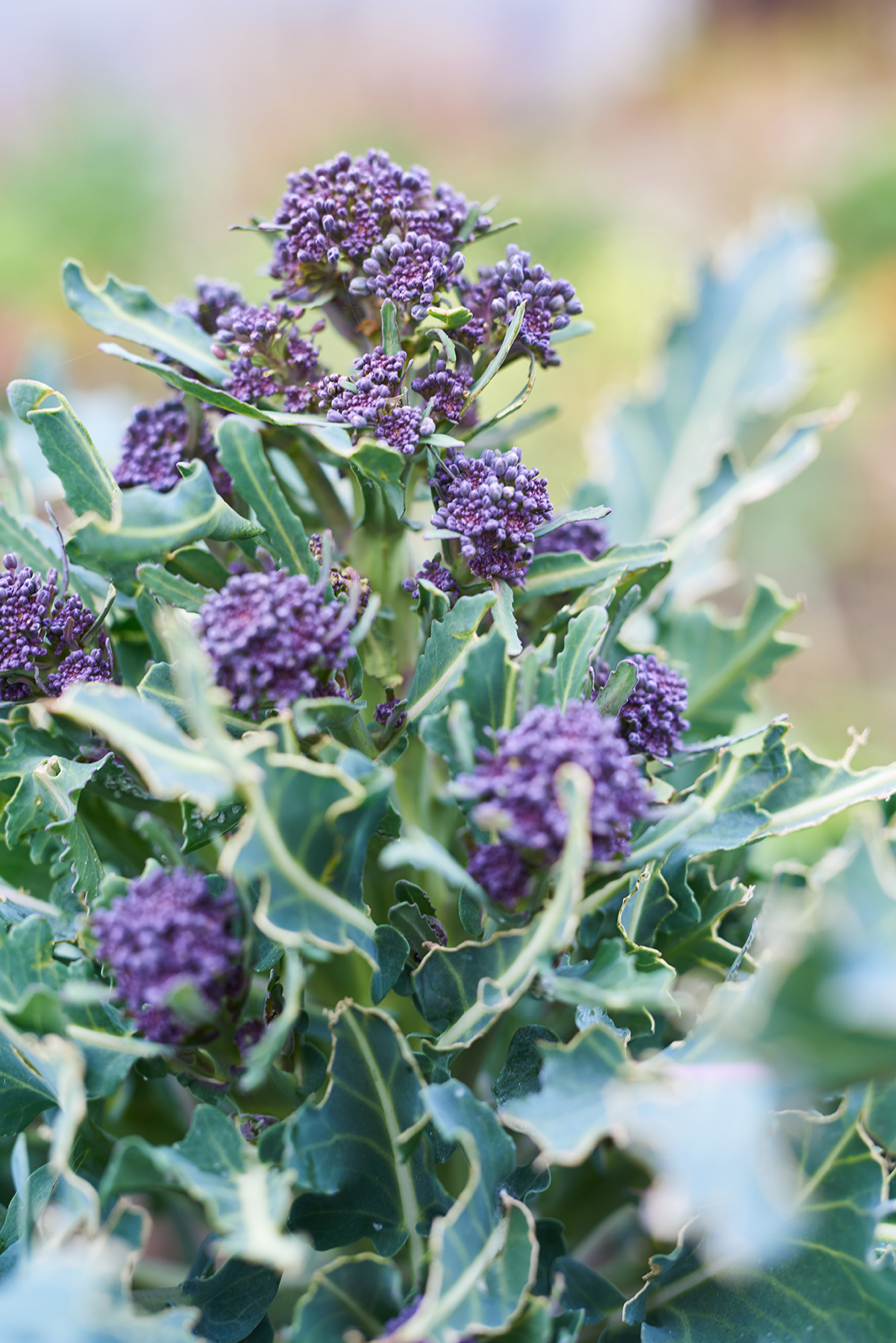 Oh so pretty Purple Sprouting Broccoli