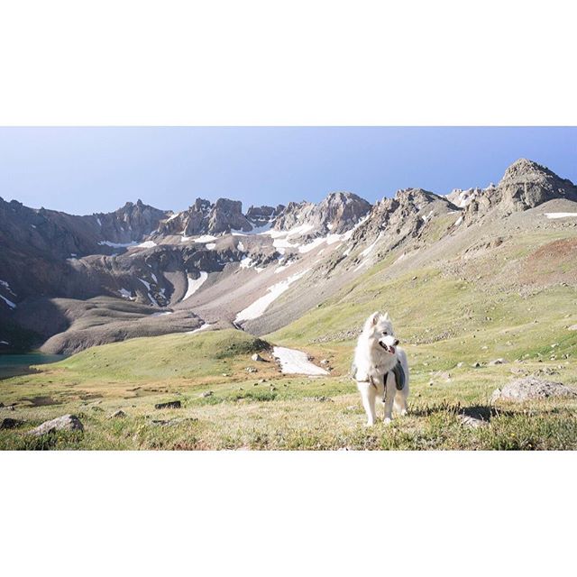 Rocky Mountain pup | San Juan Mountains Colorado
.
.
.
#theopenroadimages #adventuresamoyeds #colorado #sanjuanmountains