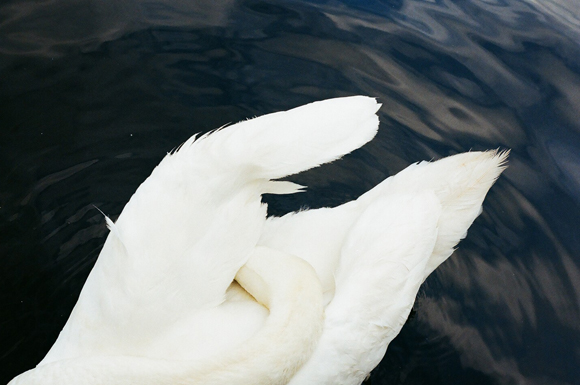 21.7.16 - swan