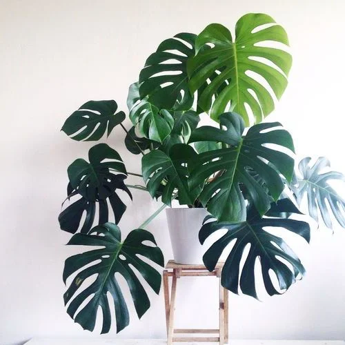 Plant als eyecatcher