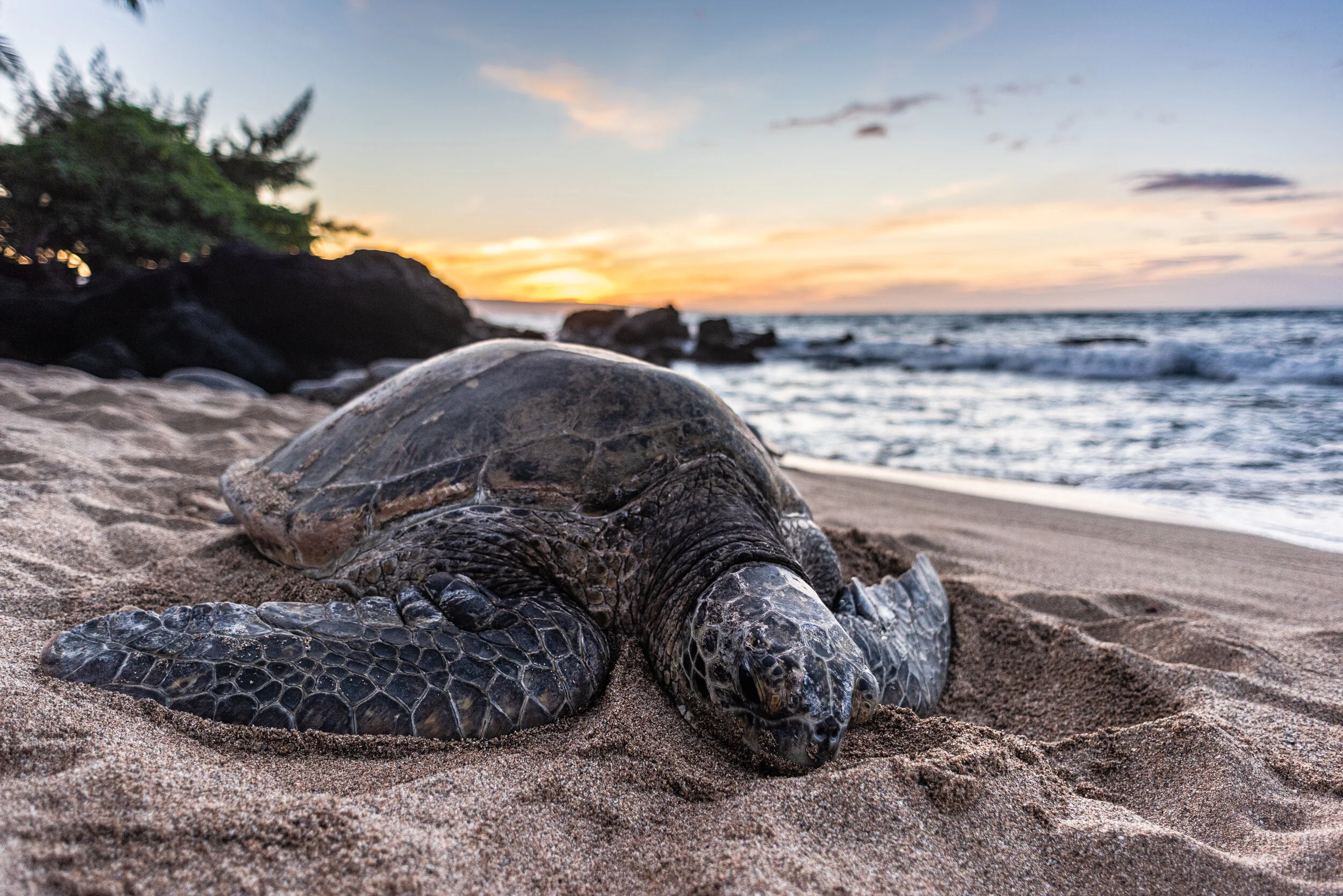  Mahinahina, Maui, 2020 