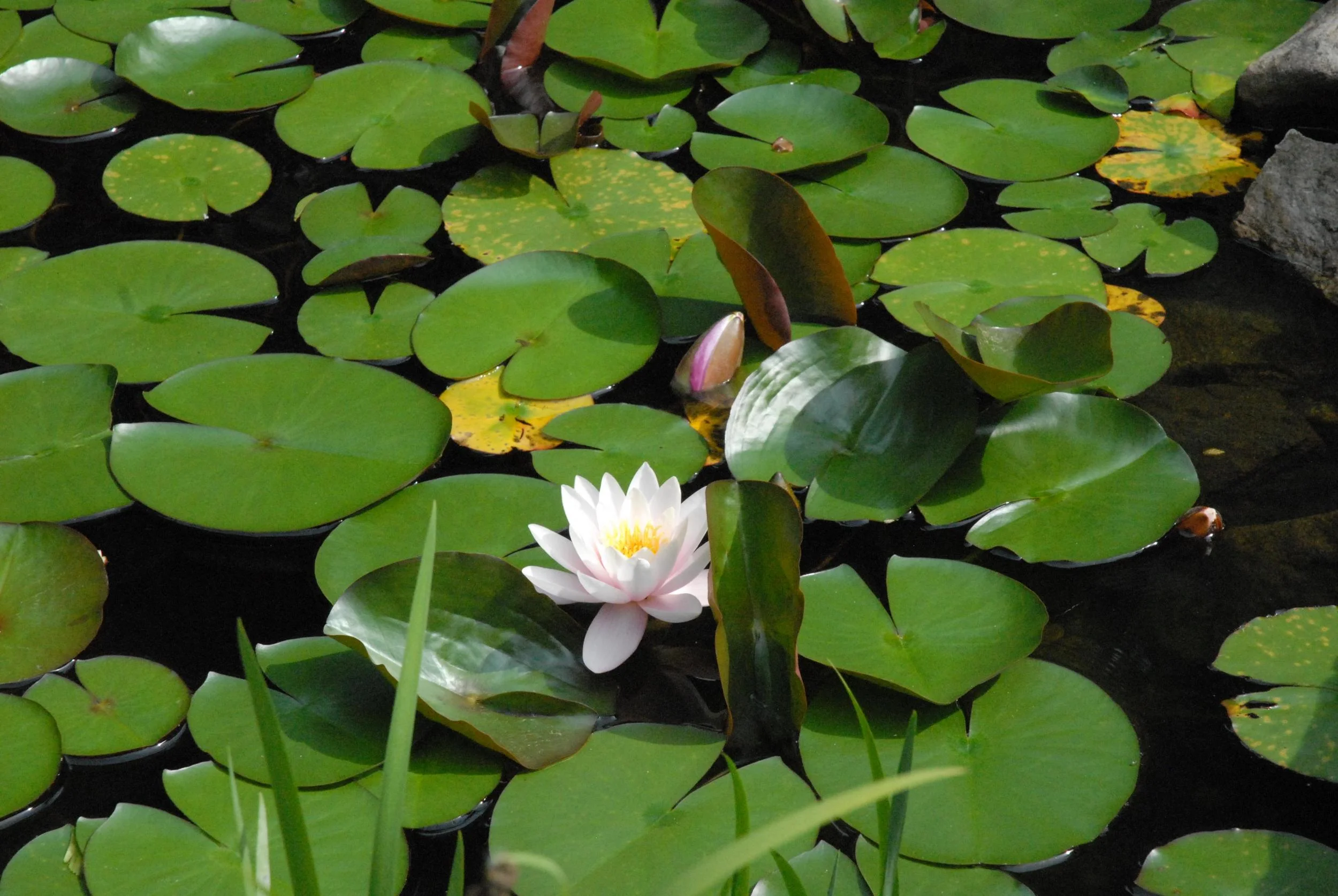 pond_flowers.jpg