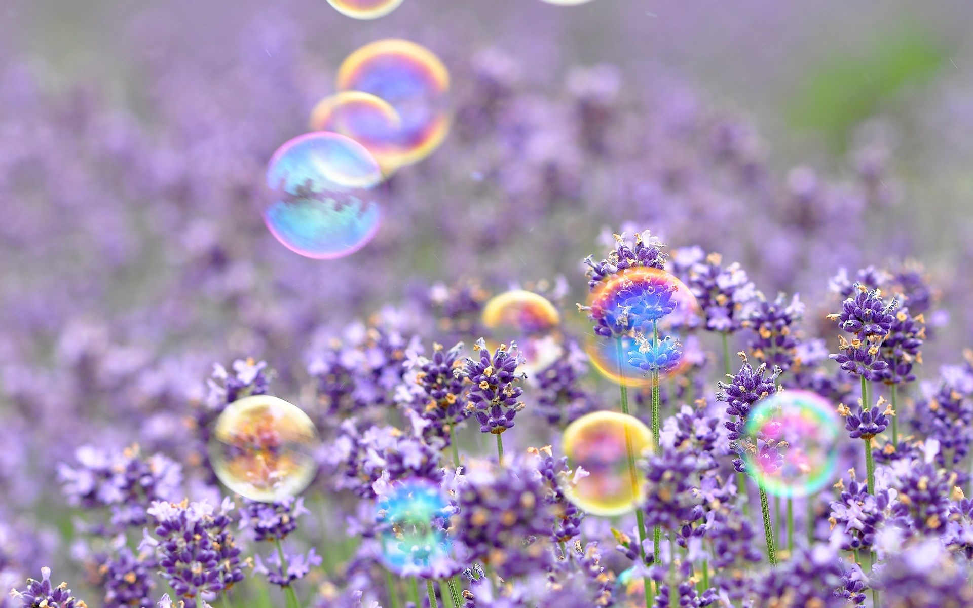 The Blog