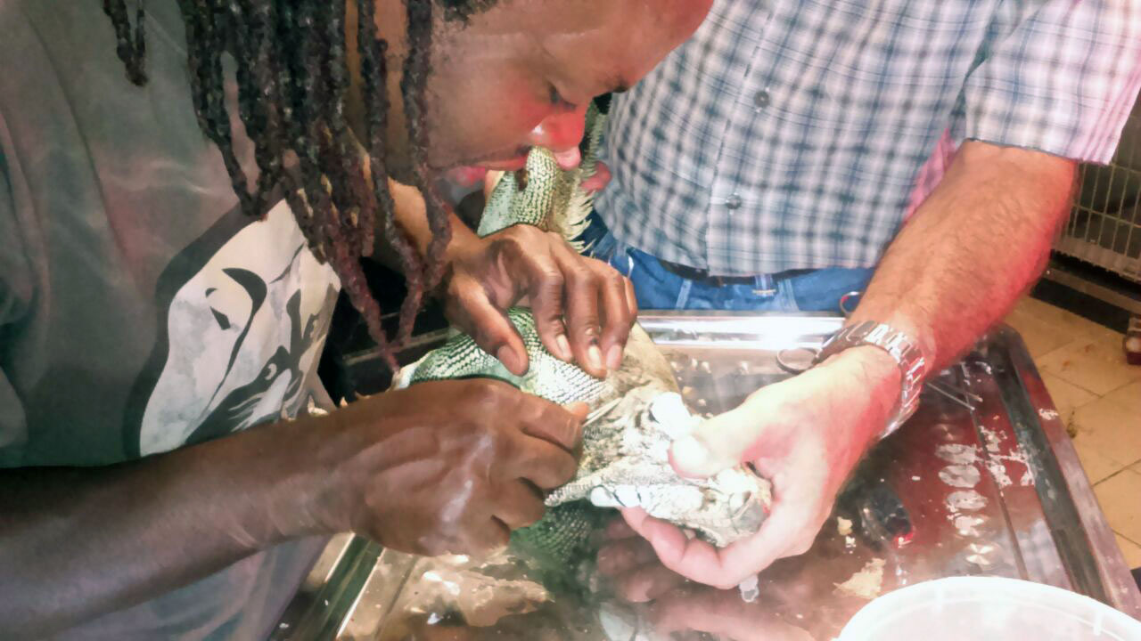 Soins prodigués à un iguane des petites antilles au centre sos faune sauvage de guadeloupe