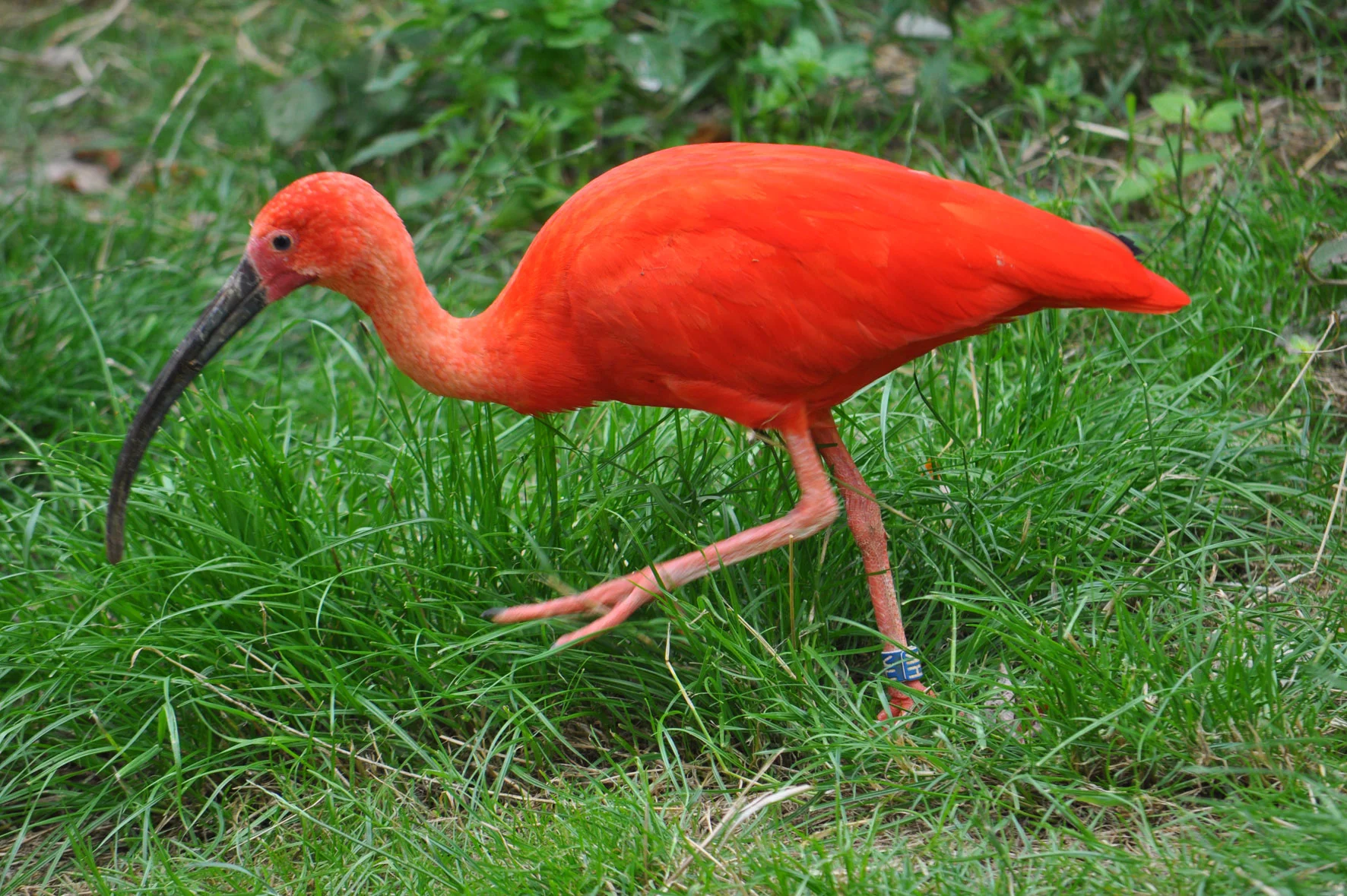 ibis.jpg