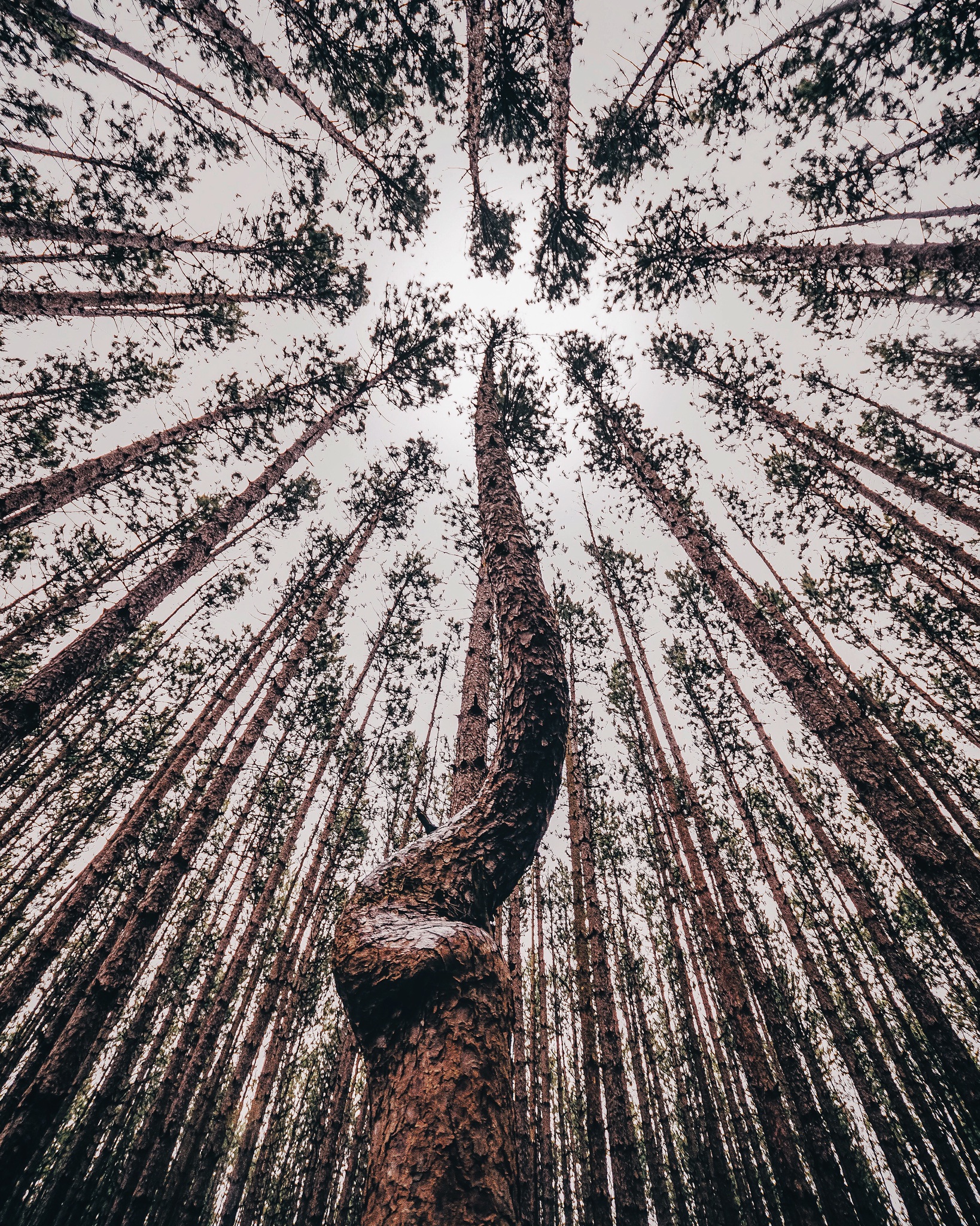 Oak Openings Preserve Metropark