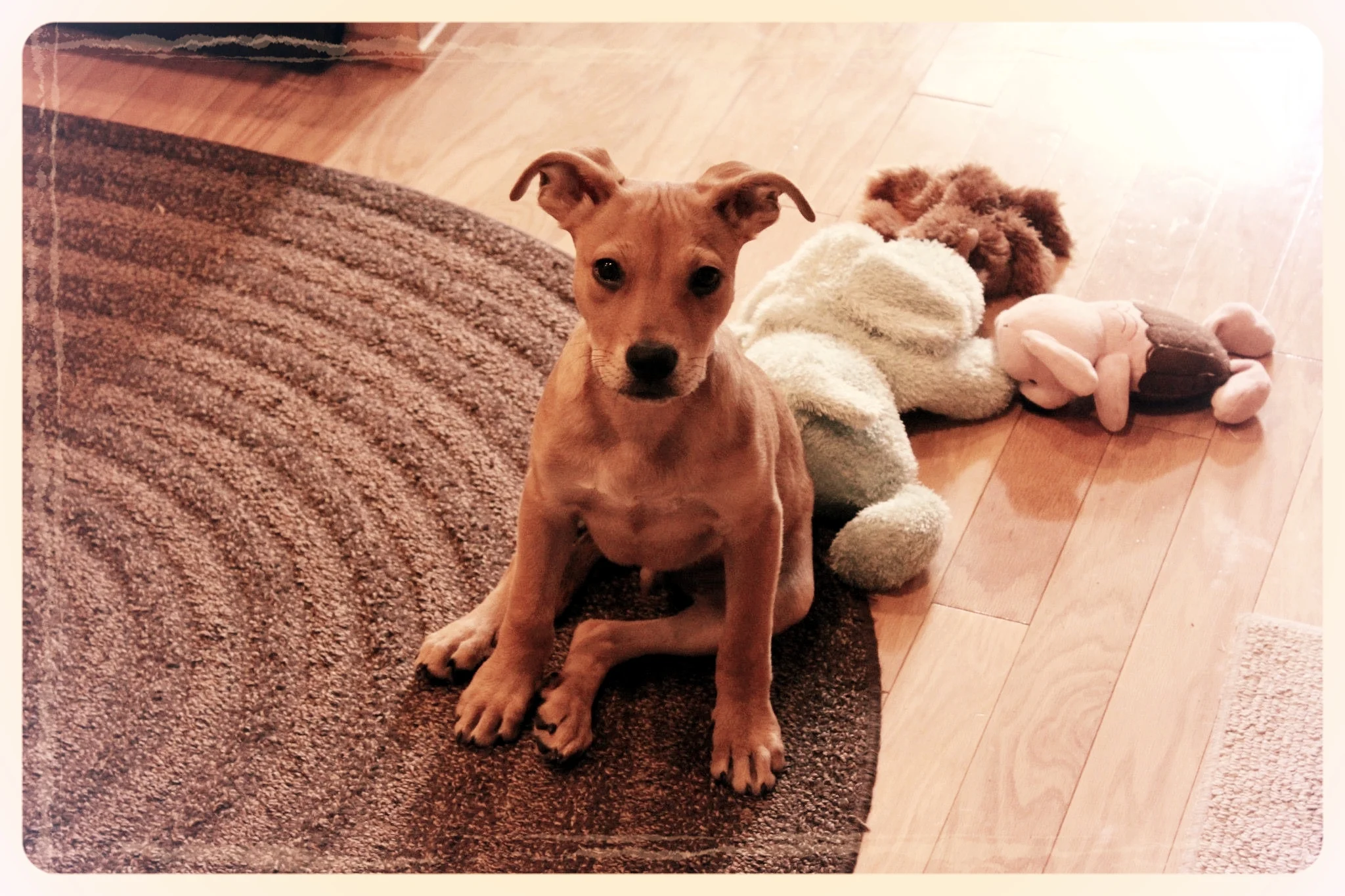 Planning For Your Pets