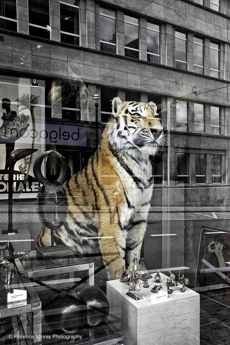 Tiger+Brussels_MG_8704+desturated+FLAT+copy.jpg