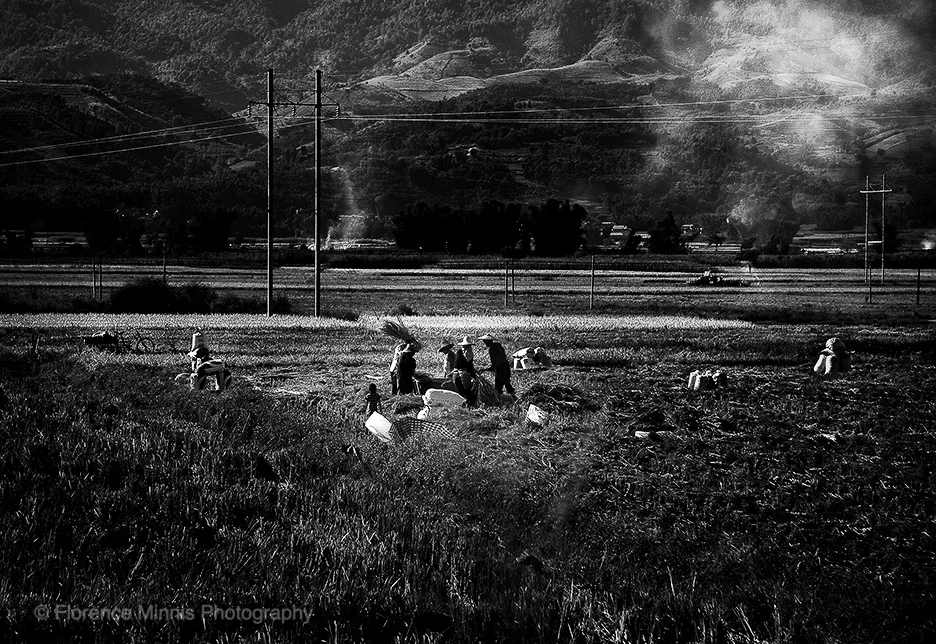 End+of+the+rice+harvest+Yunnan_MG_9708+BLURB+copy.jpg